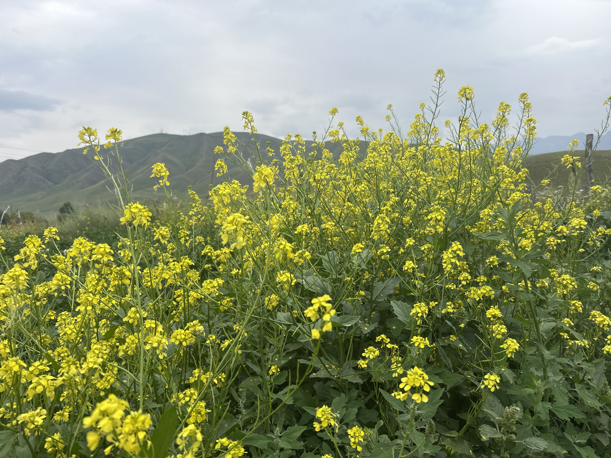 A field of yellow flowers blooms in the foreground, with rolling green hills and a cloudy sky in the background. The image appears to be taken in a rural setting, possibly in the city of Dede-Mende, Kyrgyzstan. There are no people or animals visible in the image. The flowers are small and clustered together, with green stems and leaves. The hills are covered in grass and have a few scattered trees. The sky is overcast with gray clouds. The overall impression is one of natural beauty and tranquility.