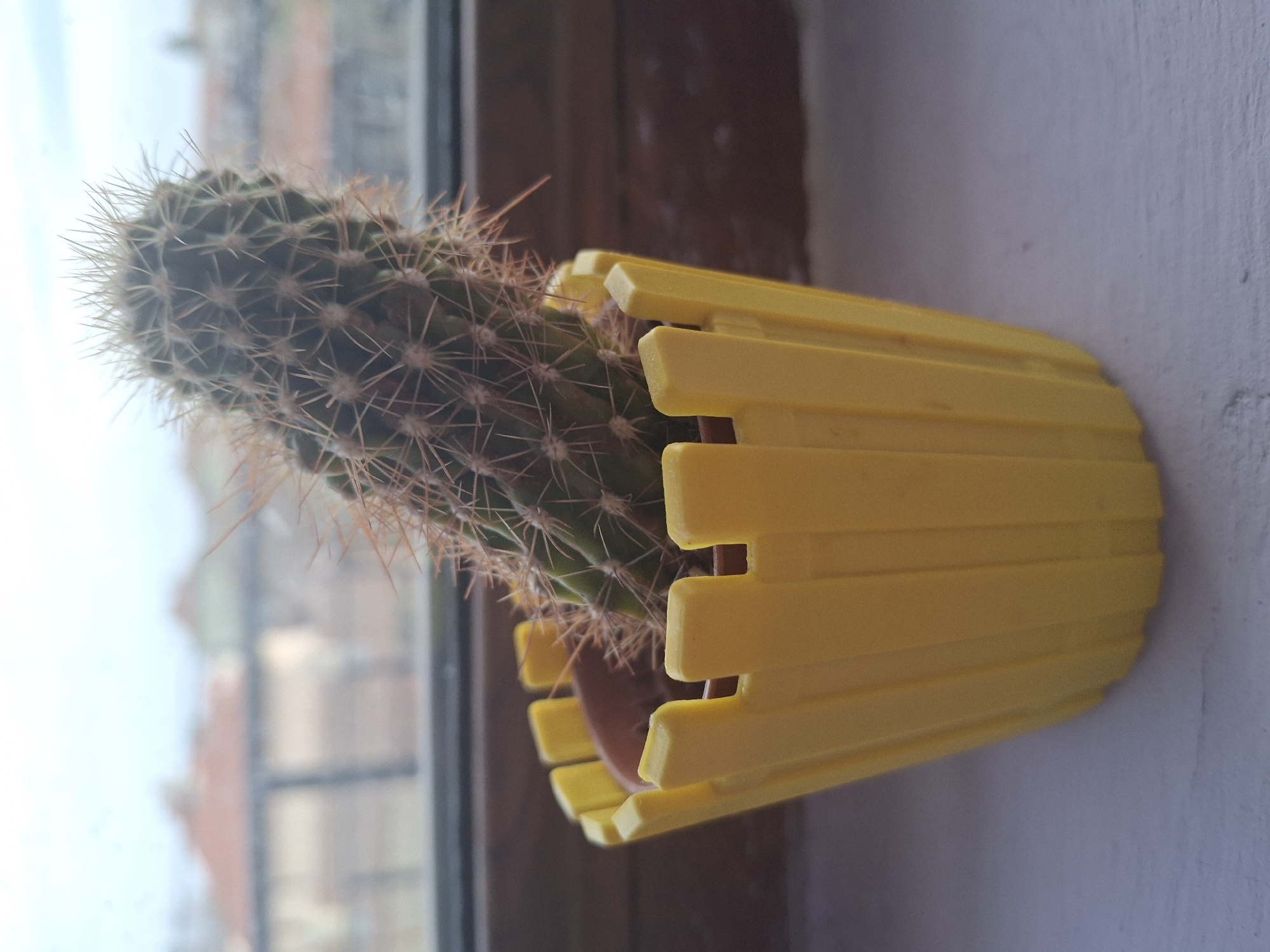 A medium close-up shot depicts a cactus plant in a yellow pot placed near a window, angled slightly to the left. The cactus is green and covered with tan-colored spines. The pot is a bright yellow color and has a distinct slatted design. The backdrop is a window with buildings visible through it, suggesting an urban environment. The scene is well-lit, with natural light illuminating the cactus and pot. The location is in the city of Unknown, Unknown.