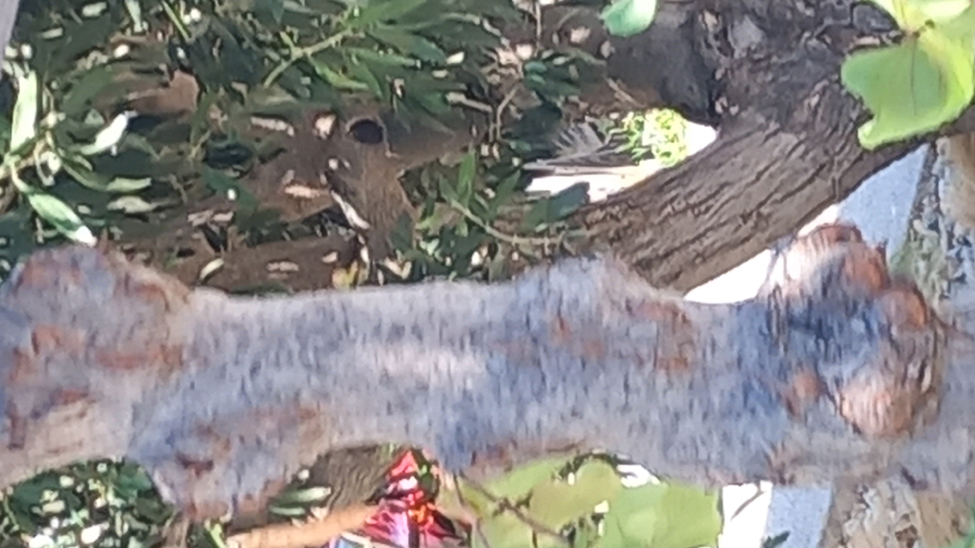 The image shows a close-up of a tree trunk with unusual bulbous growths near its base. The trunk is greyish-blue with visible texture and some reddish-brown discoloration. In the background, green leaves and branches of the same or another tree are visible. A small, dark opening or knot is present in the foliage. The scene appears to be outdoors.