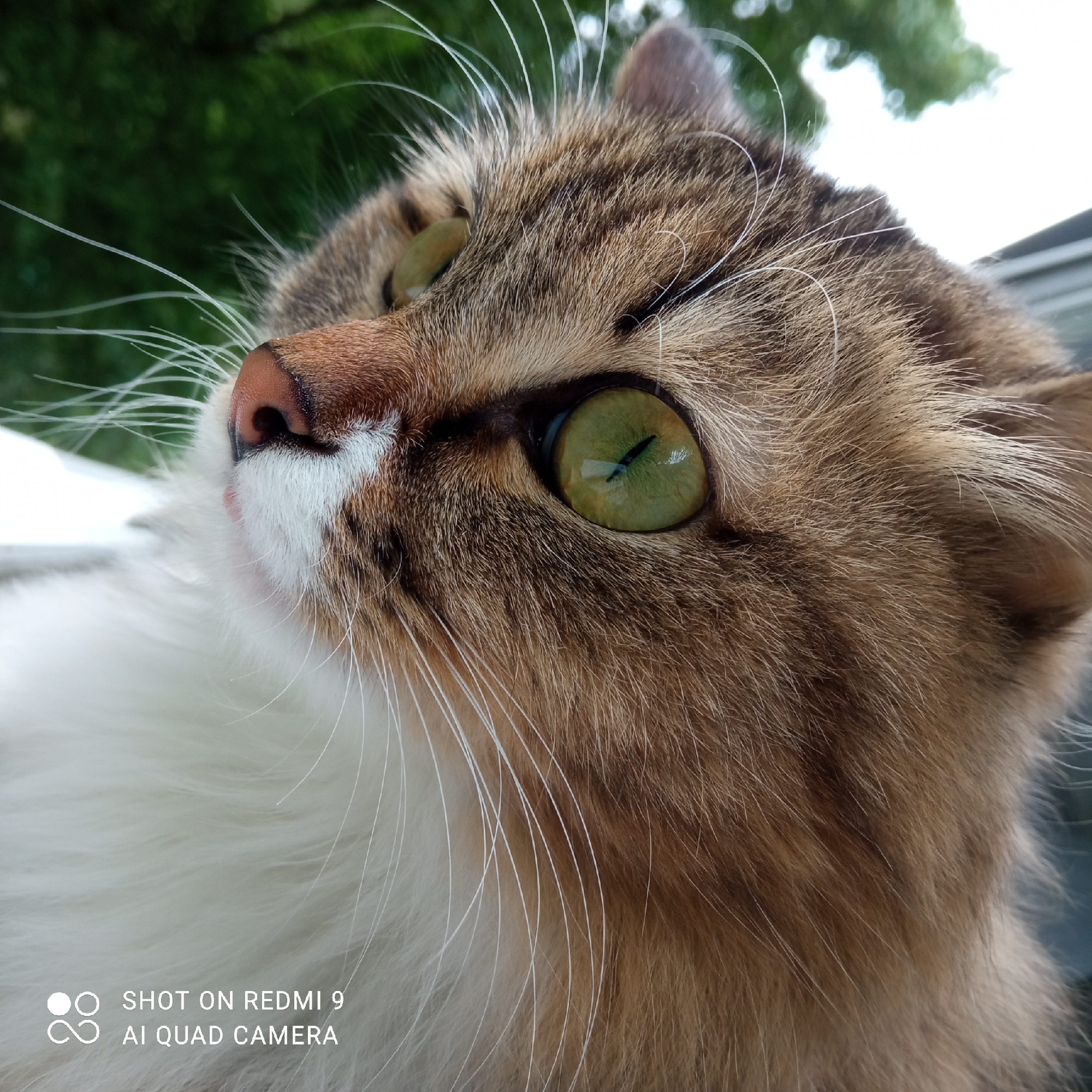 A close-up photograph shows a cat with brown and white fur and green eyes looking upwards. The cat has long white whiskers. The background is out of focus, showing green foliage. In the lower left corner of the image, there's a watermark indicating the photo was "SHOT ON REDMI 9 AI QUAD CAMERA". The location in the city of Chaikovsky, Russia, is not discernible from the visual information provided in the image.