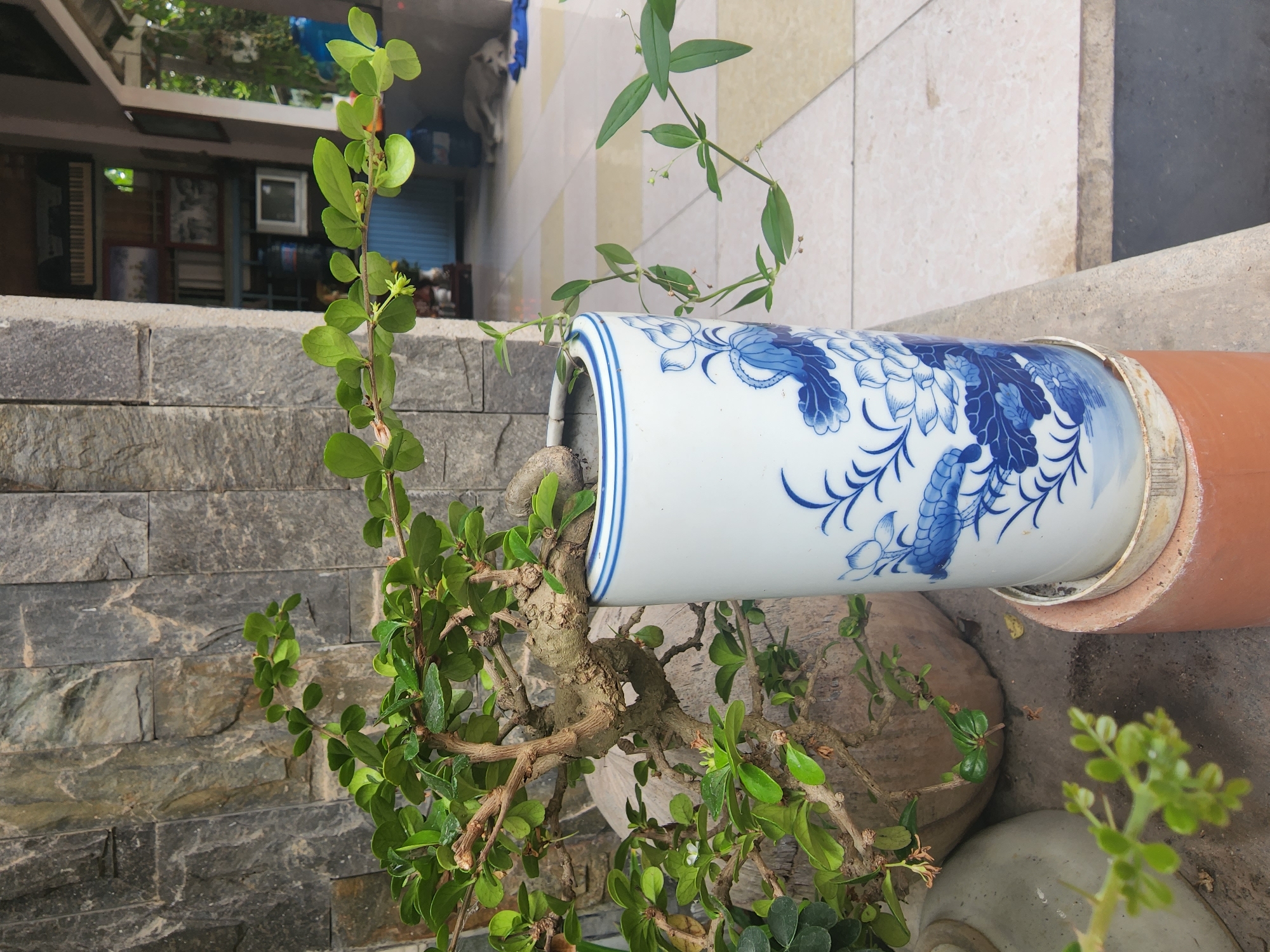 The image depicts an outdoor scene, likely a patio or balcony, in Phu Thuy Ward, Vietnam. A bonsai tree with lush green leaves and gnarled branches is positioned in front of a textured stone wall. Beside the bonsai, a tall cylindrical ceramic vase, decorated with blue floral motifs, stands on a reddish-brown cylindrical base. A thin vine with small leaves extends from the vase. In the background, a tiled floor leads to an open doorway revealing an indoor space with shelves containing various objects, including what appears to be a television set and framed pictures. Further in the background, a dog is seen lying down on the floor. The overall environment suggests a residential setting.