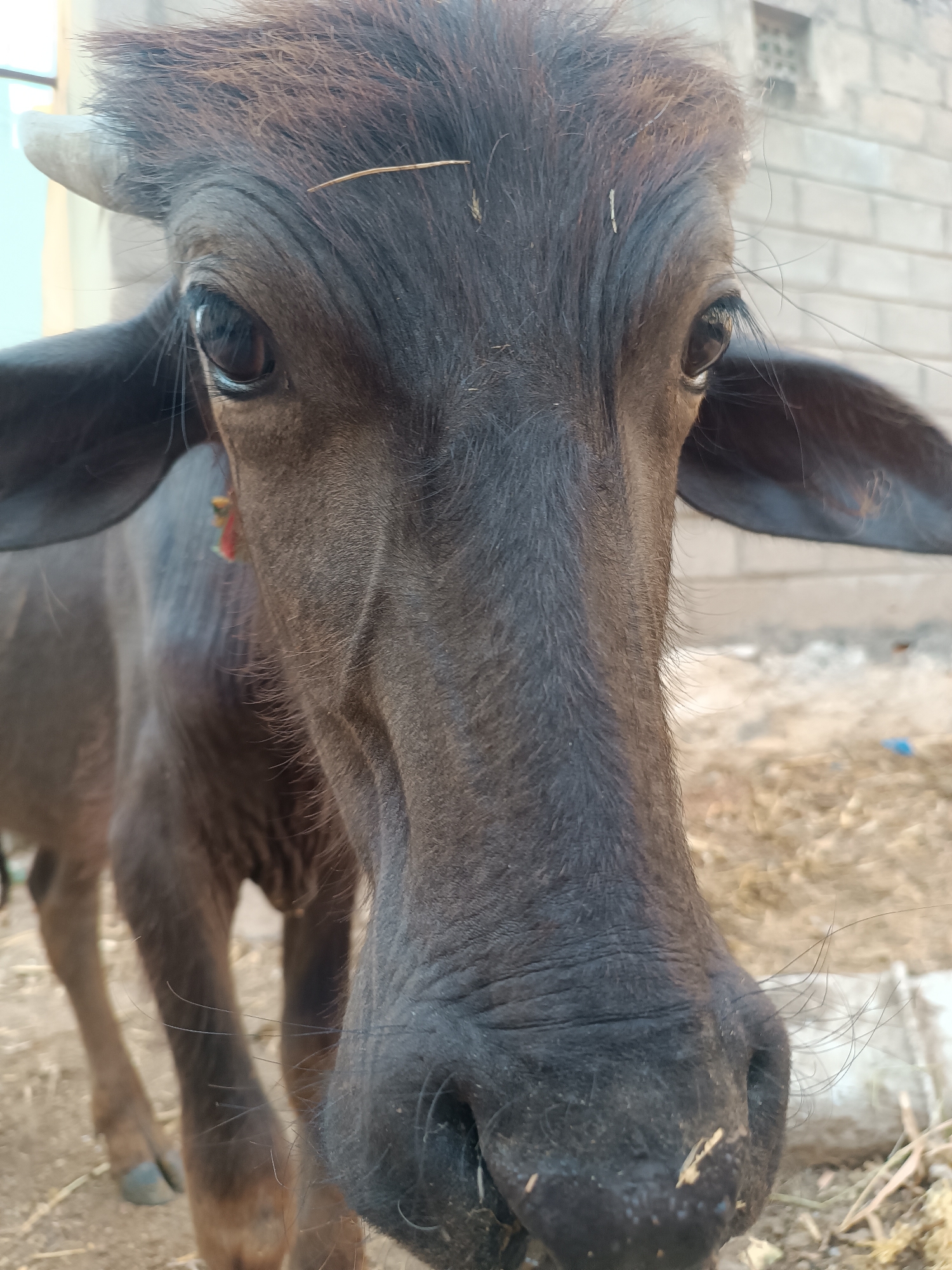 A close-up shot of a dark gray water buffalo calf in Kammavaripalli, India. The buffalo faces the camera directly, its nose dominating the foreground. The animal has small horns and large ears. The background features a wall constructed of gray bricks, some dry grass and some blurry areas. The scene appears to be taken outdoors, possibly in a rural or semi-urban setting.