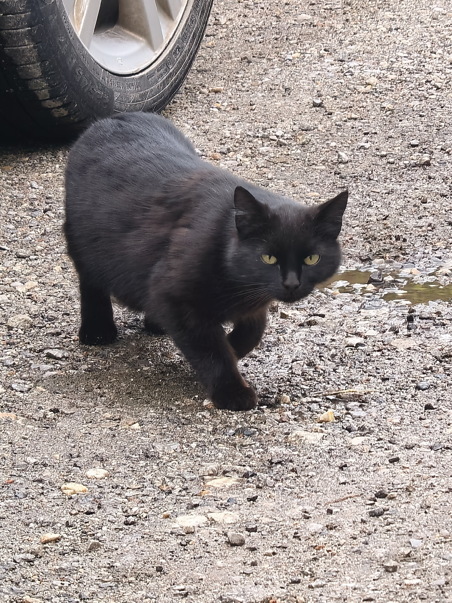 A black cat with striking yellow-green eyes is captured in an outdoor setting, appearing to walk or stalk forward on a gravel-covered ground. The cat is the central subject, positioned in a slightly crouched posture, looking directly at the viewer with an intense gaze. Its fur is uniformly black, and its ears are perked.
In the upper left background, part of a vehicle's tire and alloy wheel is visible, suggesting the scene is near a parked car, possibly in a driveway or an unpaved area. The ground beneath the cat and extending into the mid-ground and background is composed of various shades of gray and brown small stones and dirt. To the right of the cat's head, there is a small, irregular puddle of water reflecting the light.
The lighting indicates daytime, with even illumination suggesting either an overcast day or an open outdoor space without harsh shadows. There is faint, unreadable white text visible on the sidewall of the car tire. The overall impression is one of a curious or cautious cat moving through its environment.