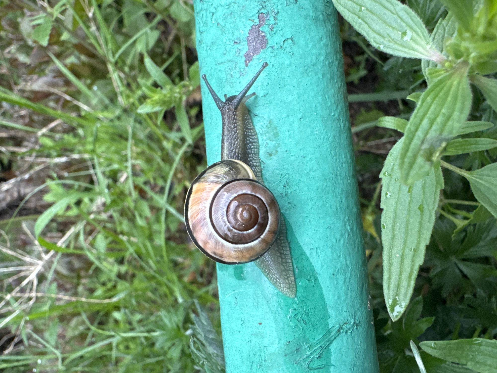 A snail is clinging to a turquoise-painted metal pipe. The snail's shell is a swirling mix of light and dark brown. The snail's head is visible, with its antennae extended upwards. The background consists of green grass and foliage. The location is Chaikovsky, Russia.