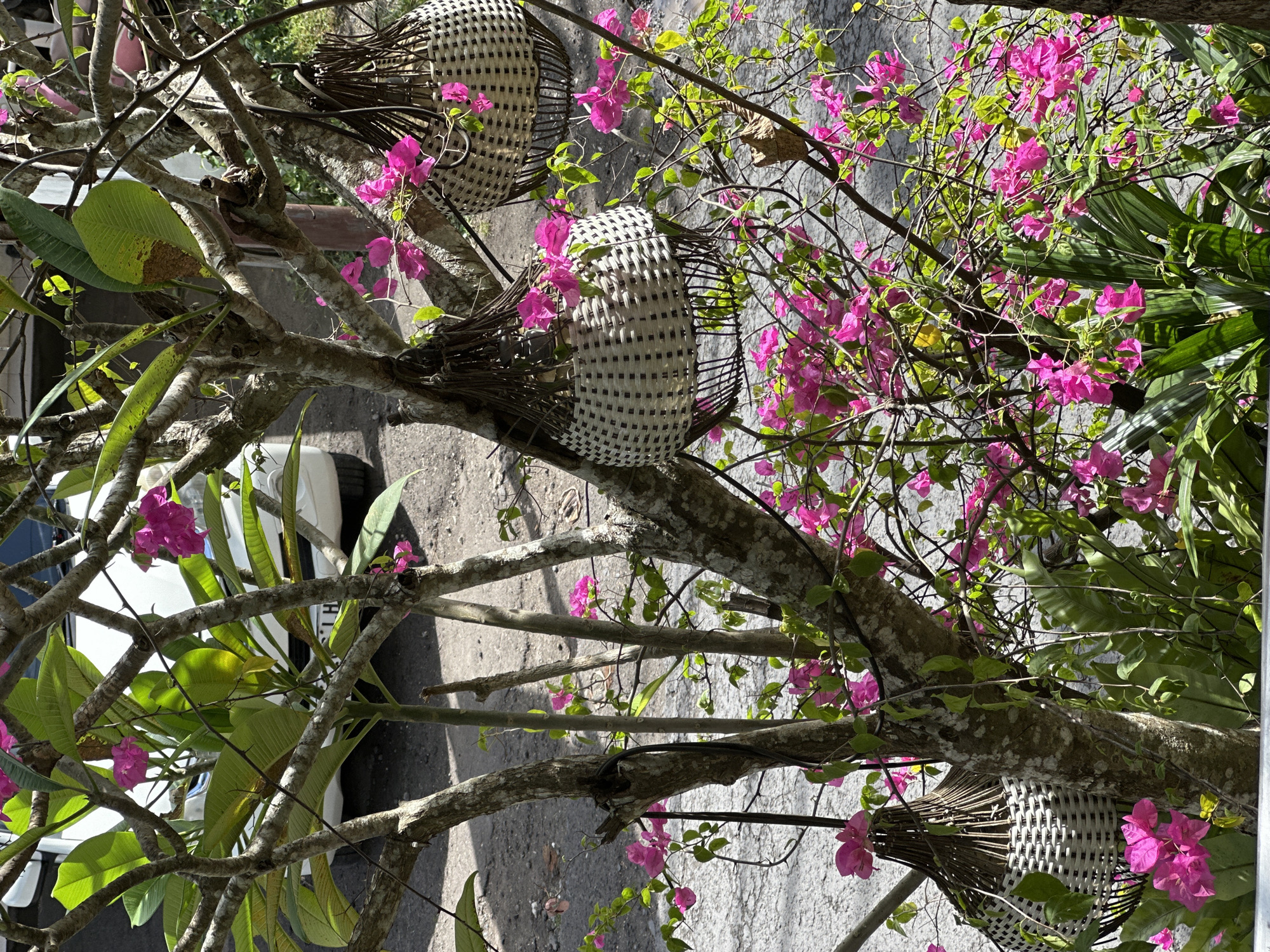 The image shows a tree with pink flowers and three woven baskets hanging from its branches. A car is partially visible on the left side of the frame. The location is Nusa Penida, Indonesia. The environment appears to be outdoors in a somewhat urban or residential area.
