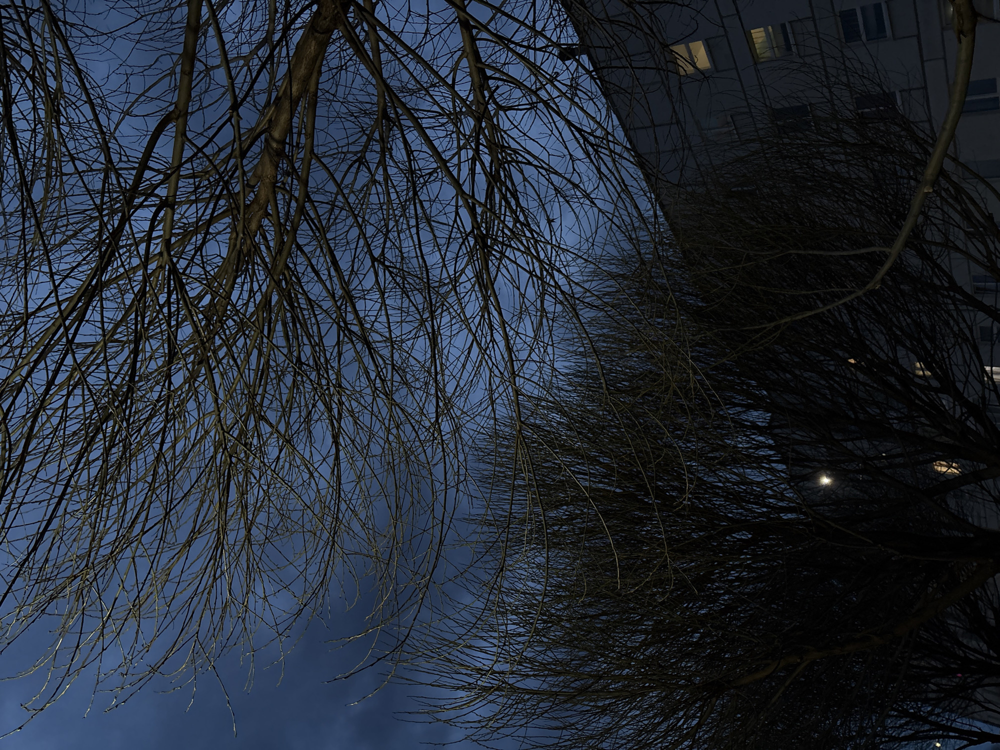 The image shows a low-angle view of bare tree branches against a twilight sky. In the upper right corner, a building is partially visible with a few lit windows. The branches are dark and appear to be silhouetted against the blue-gray sky. Based on the prompt indicating the location in the city of Chaikovsky, Russia, it is inferred that the image was taken in an urban environment within this Russian city, likely depicting winter or early spring conditions. The scene suggests a quiet and possibly cold atmosphere.