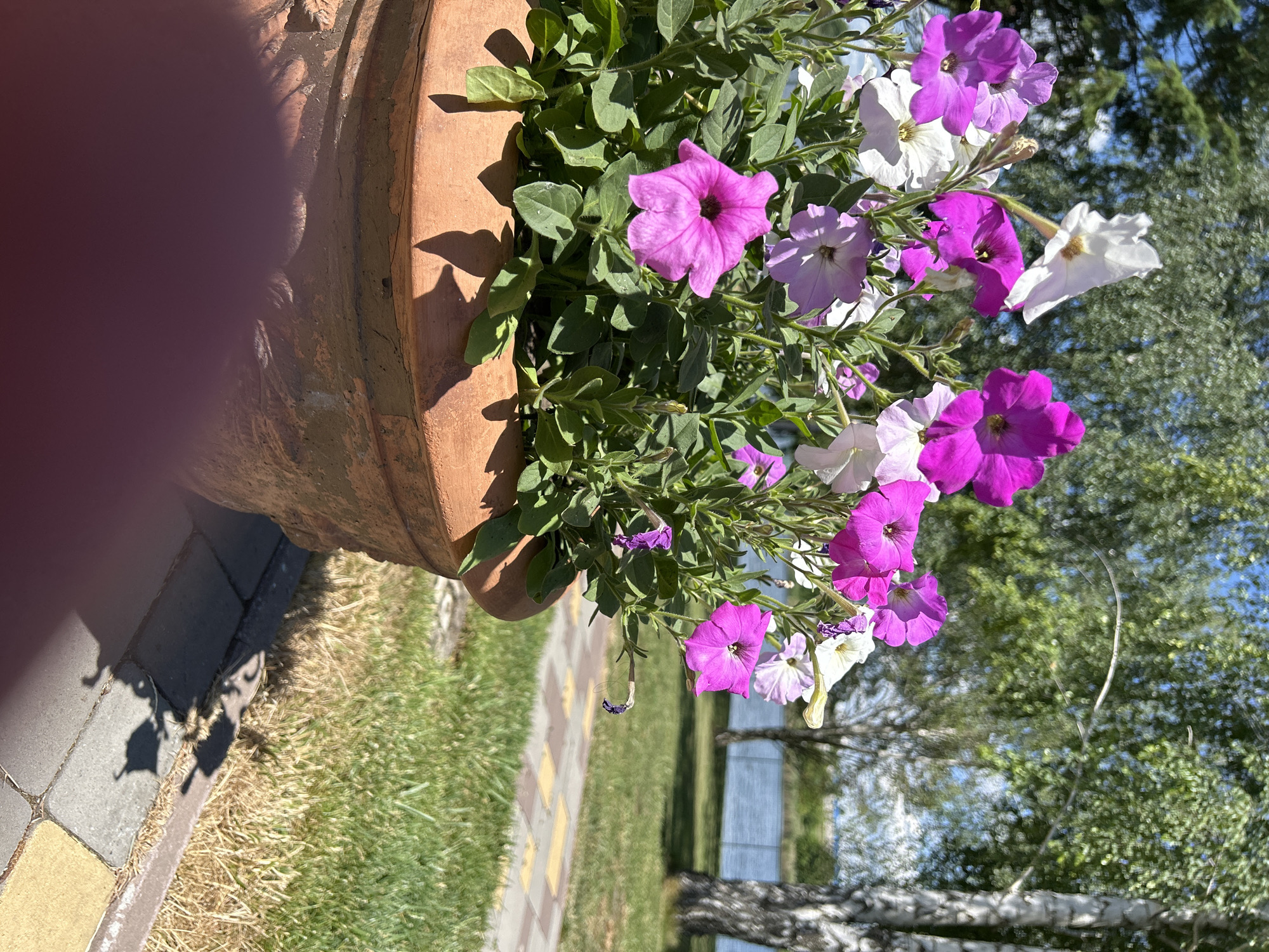 A close-up, eye-level shot captures a terracotta planter filled with vibrant petunias in shades of pink, purple, and white. The flowers are in full bloom, with some petals slightly wilted. The planter sits on a paved walkway with a pattern of grey and yellow square stones. Beyond the walkway, a well-manicured lawn transitions to a body of water, possibly a lake or pond. In the background, tall birch trees with white trunks and green foliage provide a dappled shade. The sky is a clear blue, with a few wispy white clouds. The lighting suggests it is a sunny day, with distinct shadows cast by the flowers and planter. A blurred pinkish area in the foreground suggests a person's hand is partially obscuring the view. The image is devoid of any discernible urban elements, placing the scene in a natural or park-like setting.