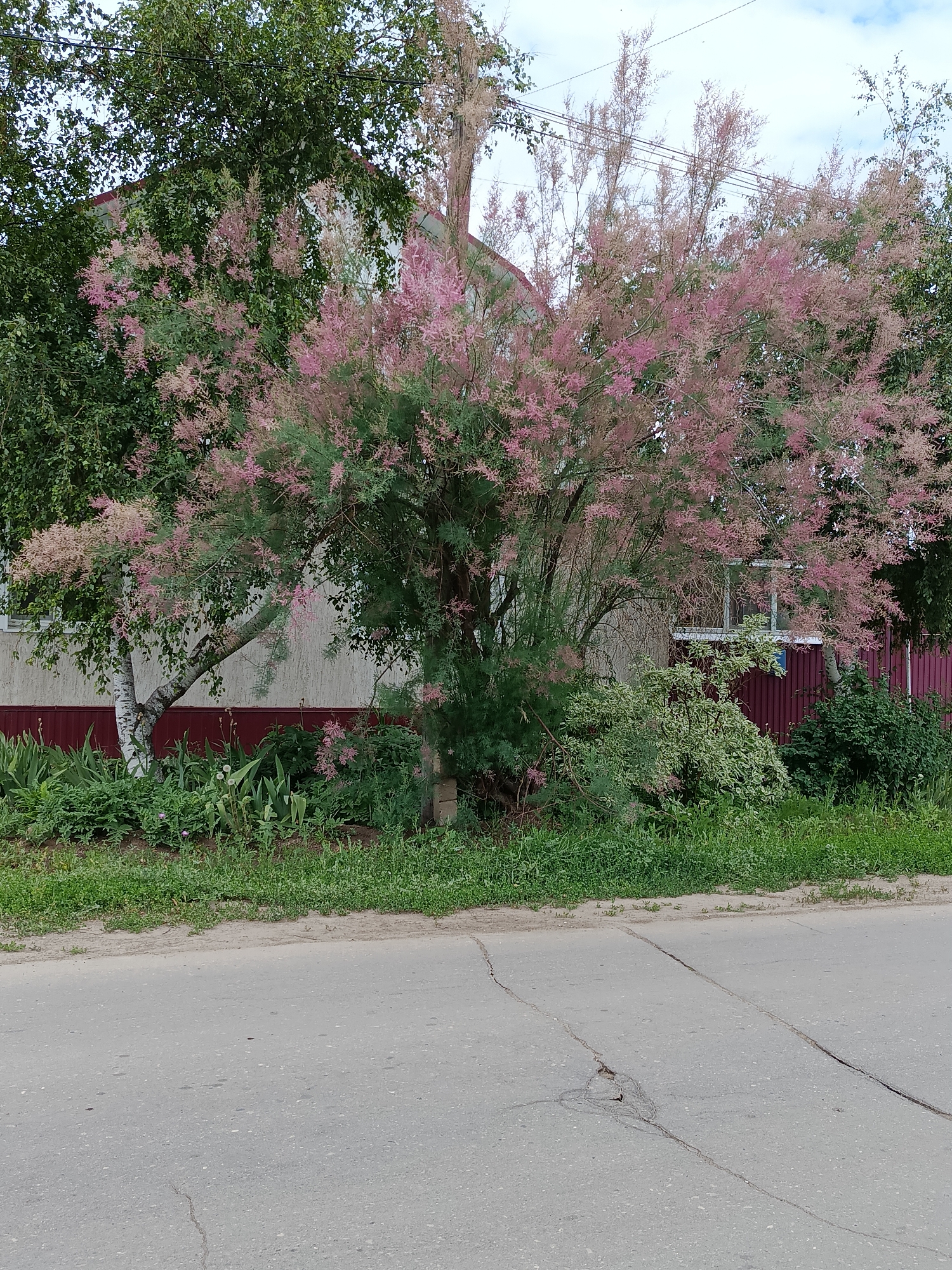 The image depicts a street scene in the city of Marx, Russia, featuring a building with a red fence and lush greenery. A prominent tree with delicate pink blossoms dominates the foreground, its branches reaching towards the sky. A paved road with visible cracks runs across the bottom of the frame, suggesting it is an urban or suburban environment. The building appears to be a residential dwelling with a light-colored facade and a red-trimmed roof. The fence is also a vibrant red, contrasting with the surrounding foliage. The sky is overcast, indicating a cloudy day. There are no people or animals visible in the scene.