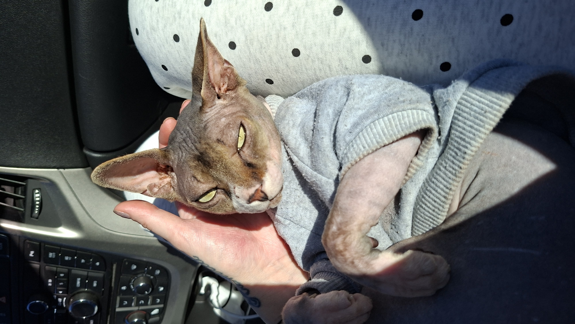 A Sphynx cat wearing a grey sweater lies in the lap of a person inside a vehicle. The cat's eyes are partially closed, and its head is tilted slightly. The person's hand is visible, gently holding the cat. The interior of the car, including a dashboard with various controls, is visible in the background. The scene is illuminated by sunlight, casting shadows. The image was captured in Верхнякрывінскі сельскі Савет, Belarus.
