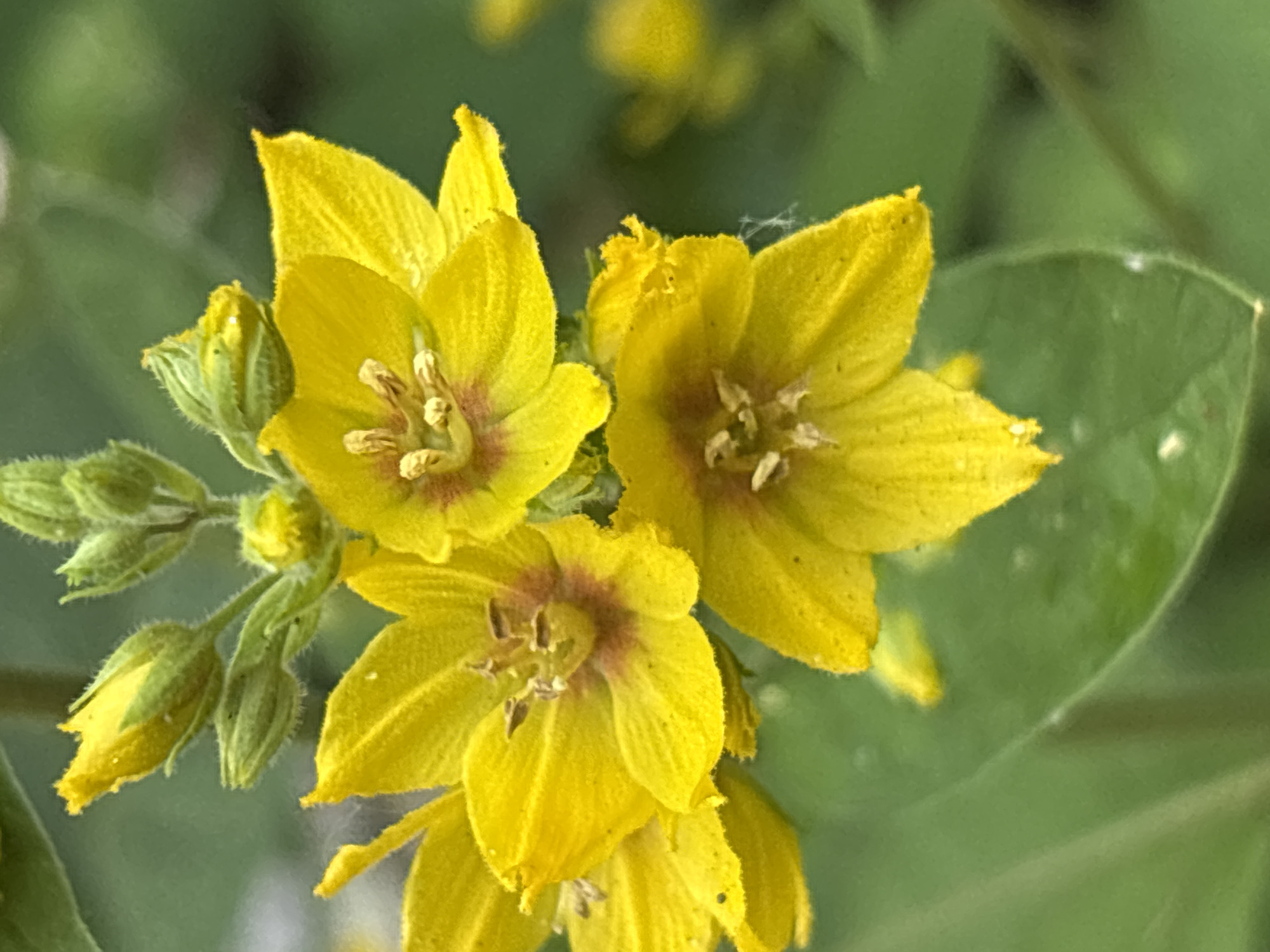 This is a close-up, slightly overhead, outdoor photograph of a cluster of yellow flowers. The flowers are star-shaped with five petals, and some have a reddish-brown center. Several flower buds, still green and fuzzy, are also visible. The background is a soft-focus blur of green foliage, suggesting a garden or natural setting. A single large green leaf is visible on the right side of the frame, partially obscuring the flowers. The lighting appears natural, likely from daylight, and there are no clear indicators of time of day or weather. The focus is sharp on the flowers, highlighting their texture and delicate details. There is no visible text in the image. The location context is Sochi, Russia, which aligns with the likely presence of flowering plants.