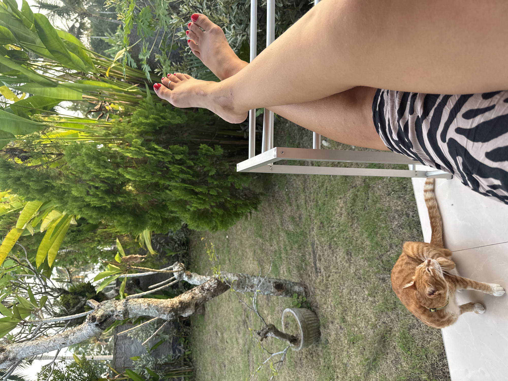 The image depicts a scene in Pejeng, Indonesia. A person with legs crossed rests on a white structure (possibly a chair or bench) in an outdoor setting with lush greenery. The person is wearing a zebra-print garment. Their feet are visible, with red nail polish on the toes. An orange tabby cat with a green collar is present, lying on a white tiled surface near the person. The background consists of a lawn and various plants, including trees and foliage. A fallen tree branch and pot are in the foreground.