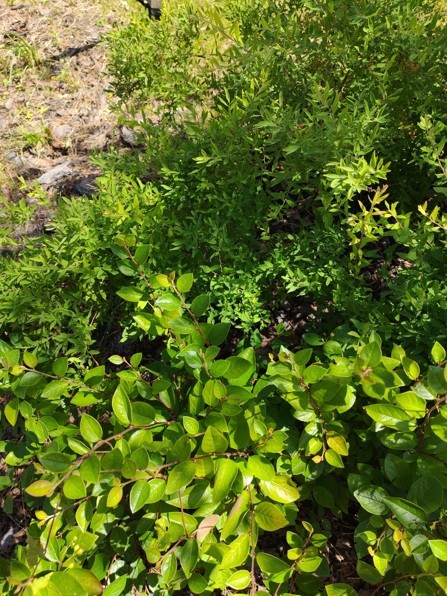The image is a high-angle, medium shot of lush green foliage under bright sunlight. The scene is dominated by various types of leafy green plants, with some appearing slightly yellower, indicating new growth or varying light exposure. The foreground features plants with larger, more rounded leaves and visible reddish stems, some bearing small, pale green buds. Behind these, the foliage becomes denser and finer-leaved, forming a rich green carpet. The ground beneath the plants is visible in the upper left quadrant, appearing to be covered in dry, light-colored mulch or pine needles, with some scattered grey rocks and thin blades of grass. The overall impression is one of vibrant plant life in an outdoor setting, likely a garden or natural area. The lighting suggests it is daytime, possibly mid-morning or afternoon, given the strong shadows and bright highlights on the leaves. There is no text visible in the image.