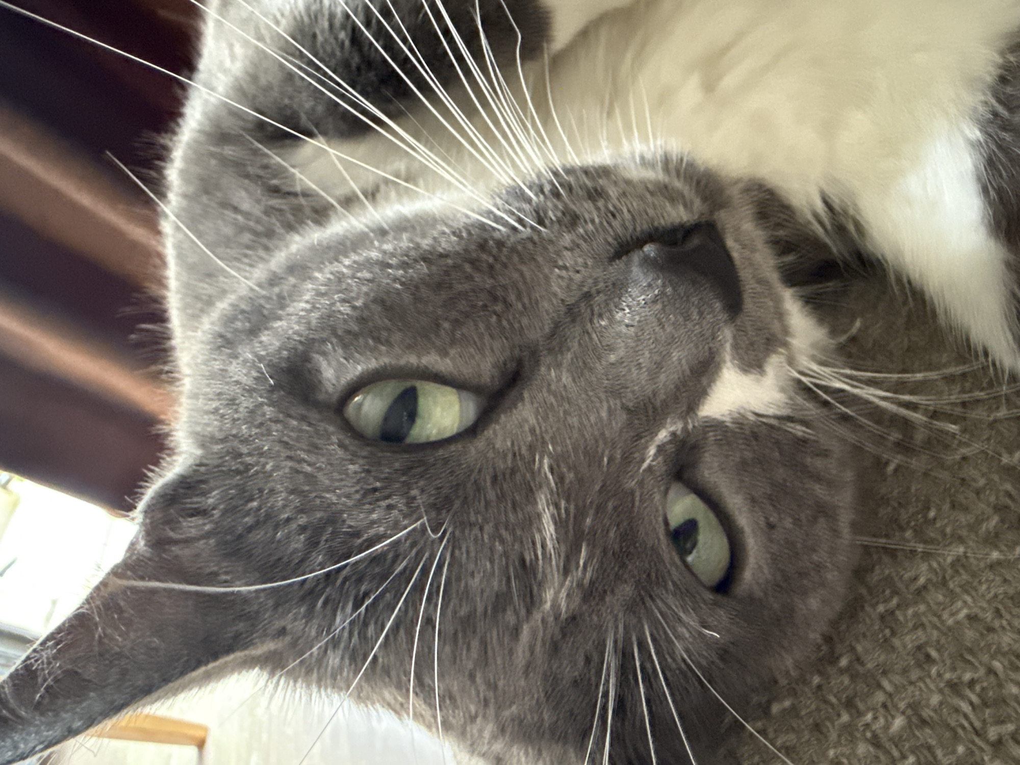 A close-up, eye-level shot of a grey and white domestic cat's face. The cat is lying down, possibly on a couch or textured surface, with its head tilted to the side. Its green eyes are open, and its white whiskers are prominent. The background consists of a blurred brown curtain and a light-colored area that could be a window or wall. No specific location in Tbilisi, Georgia is discernible from the image.