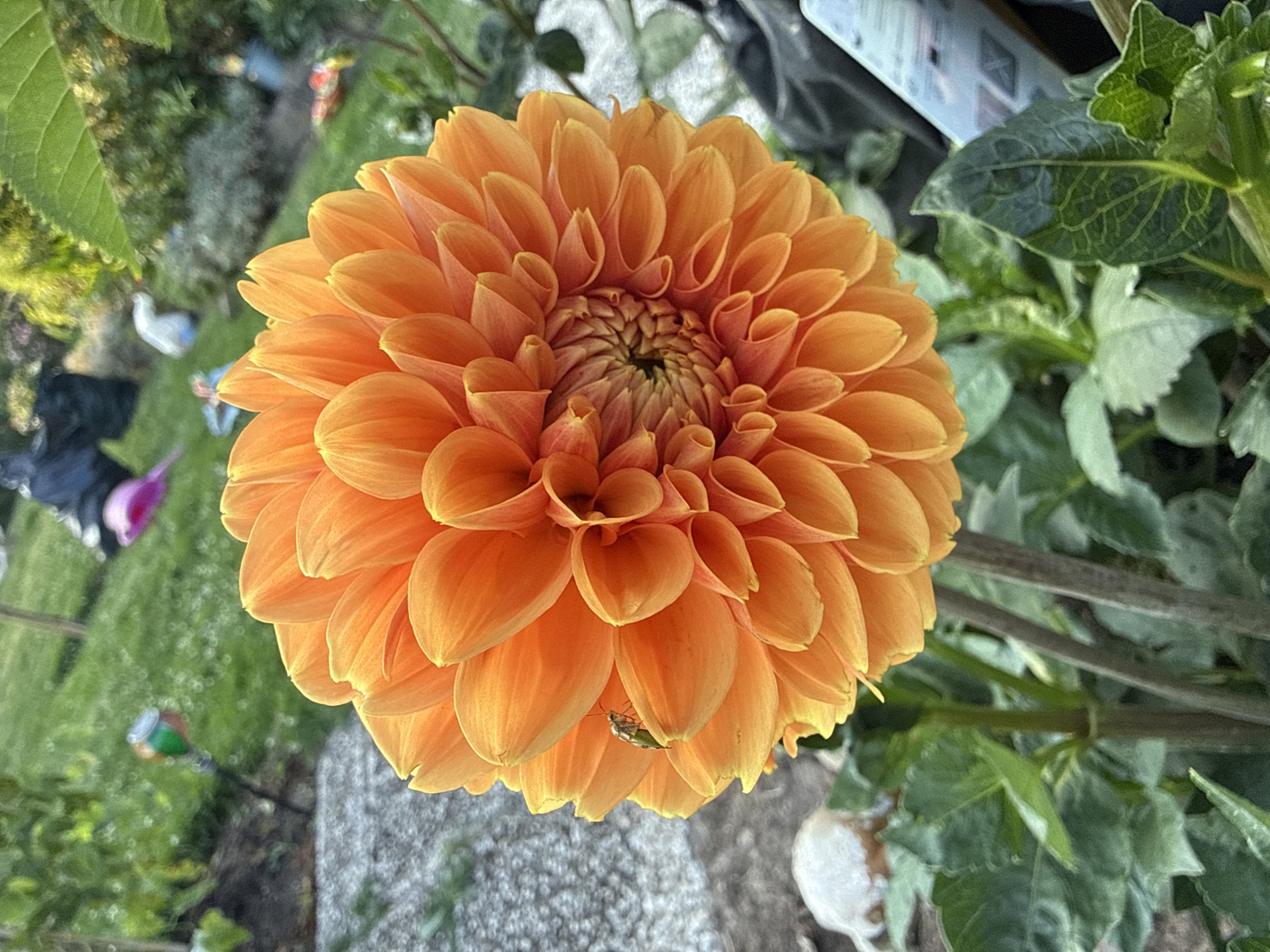 An extreme close-up shot focuses on the intricate, layered petals of a vibrant orange dahlia flower. A small, light-green insect with visible legs and antennae is perched on one of the outer petals, slightly off-center to the left. The flower's center displays a tight spiral of smaller petals. The background is softly blurred, revealing glimpses of a garden setting. Green foliage surrounds the base of the dahlia, with what appears to be a gray gravel path visible to the left. In the further background, out of focus, are hints of other garden elements, including green grass, a few colorful garden lights, and possibly some landscaping materials. The lighting suggests it is either early morning or late afternoon, with soft, diffused sunlight. The scene is located in the vicinity of Ihringshausen, Germany.