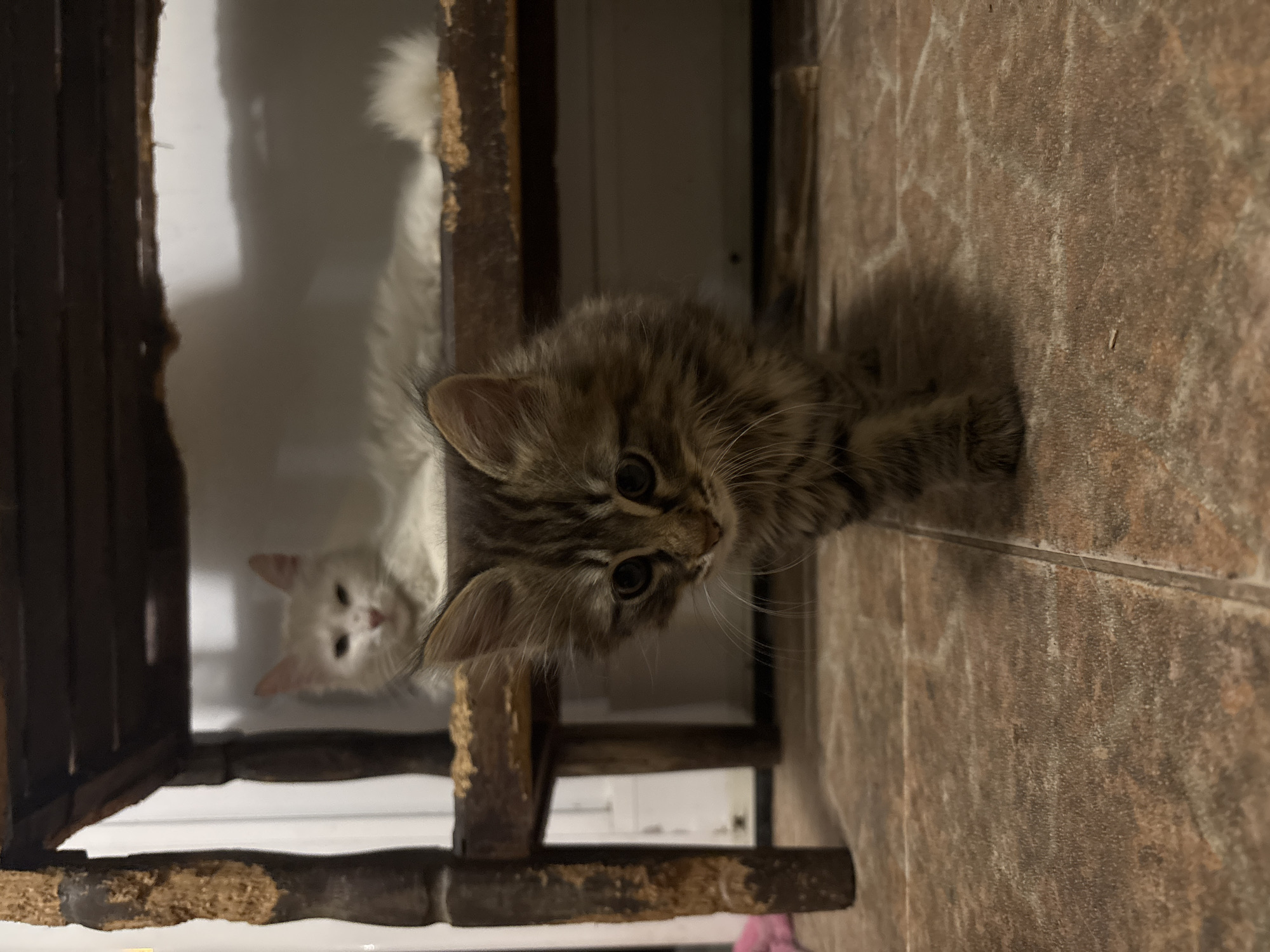 A portrait-style, close-up, vertically oriented image shows two cats in an indoor setting. The primary subject is a fluffy, brown tabby kitten with large, round eyes, positioned close to the camera. The kitten is perched on a dark-stained wooden frame, possibly part of a cat tree or other structure. Behind and slightly above the tabby kitten, a white cat with pink ears and nose peers through the wooden frame. The background consists of a white wall and a tiled surface. The tiles are rectangular and have a mottled brown and beige appearance. The wooden frame appears aged, with wear and tear evident on its surface. The overall lighting in the image is soft, but shadows appear on the tiles. There is nothing in the image that indicates the location is the city of Asenovgrad, Bulgaria.