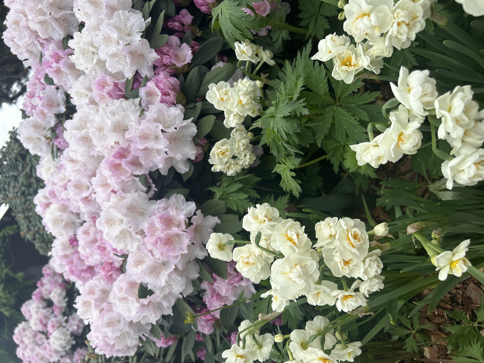 The image presents a close-up view of a vibrant floral display. On the left, a cluster of pink and white rhododendron flowers is prominent. To the right, a collection of white daffodils is interspersed with green foliage. The scene suggests a garden or landscaped area. The location is unspecified, with Unknown, Unknown provided as the city.