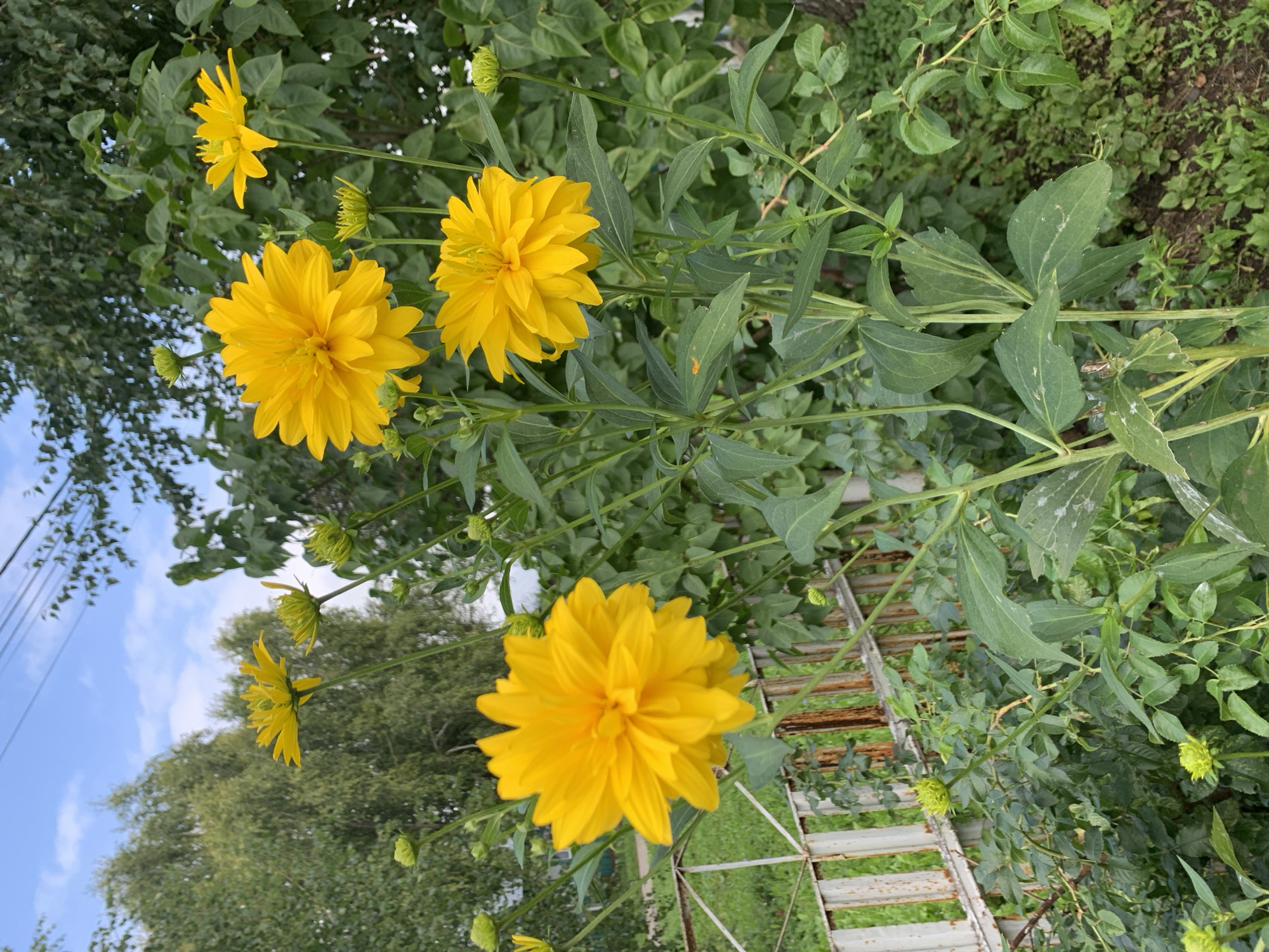 The image displays a cluster of bright yellow flowers with multiple layers of petals, possibly Rudbeckia 'Goldsturm' or a similar variety, in various stages of bloom. Some flowers are fully open and round, while others are still buds, appearing as tight green spheres. The flowers are growing in a garden setting, with lush green foliage surrounding them. In the background, a weathered, white metal fence with rusty accents separates the garden from a grassy area and trees. The sky above is blue with scattered white clouds. The scene appears to be an outdoor environment in a residential area, consistent with a backyard garden in Chishmy, Russia, given the style of the fence and the surrounding vegetation. There are no people or animals visible in the image.