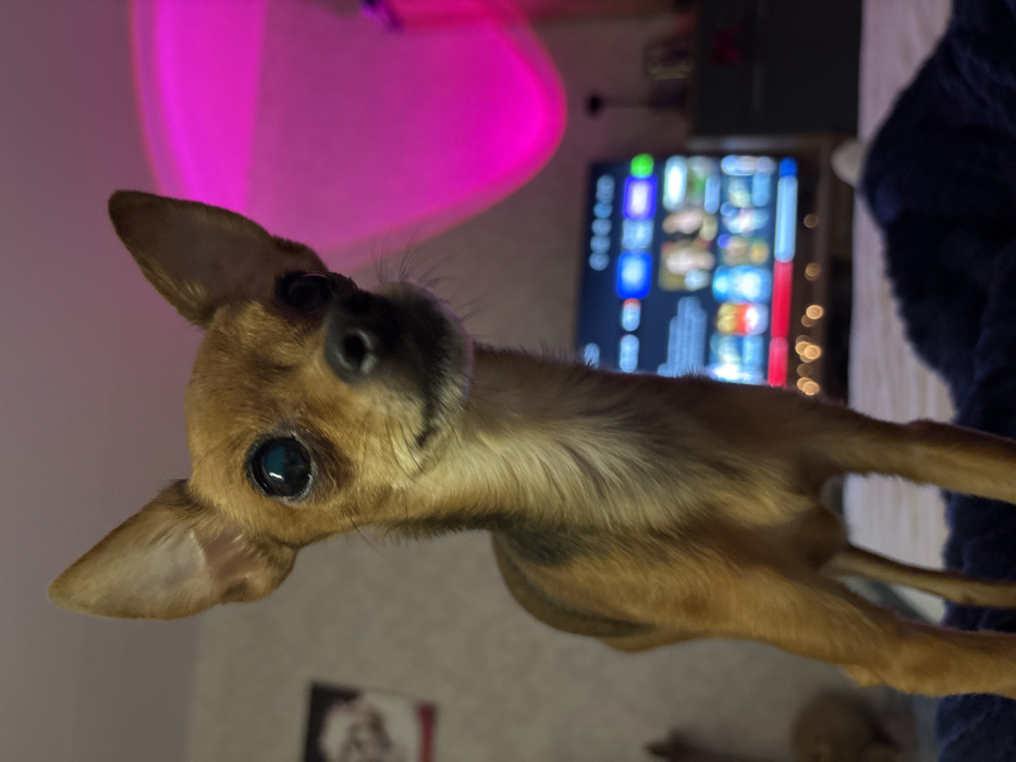 A tan Chihuahua with large, forward-facing ears looks at the camera. Its eyes are round and shiny. In the background, a television displays a blurry image of various thumbnails. To the upper left, a round pink light casts a glow. A blue blanket is visible on the right. There are other blurred images behind the dog.