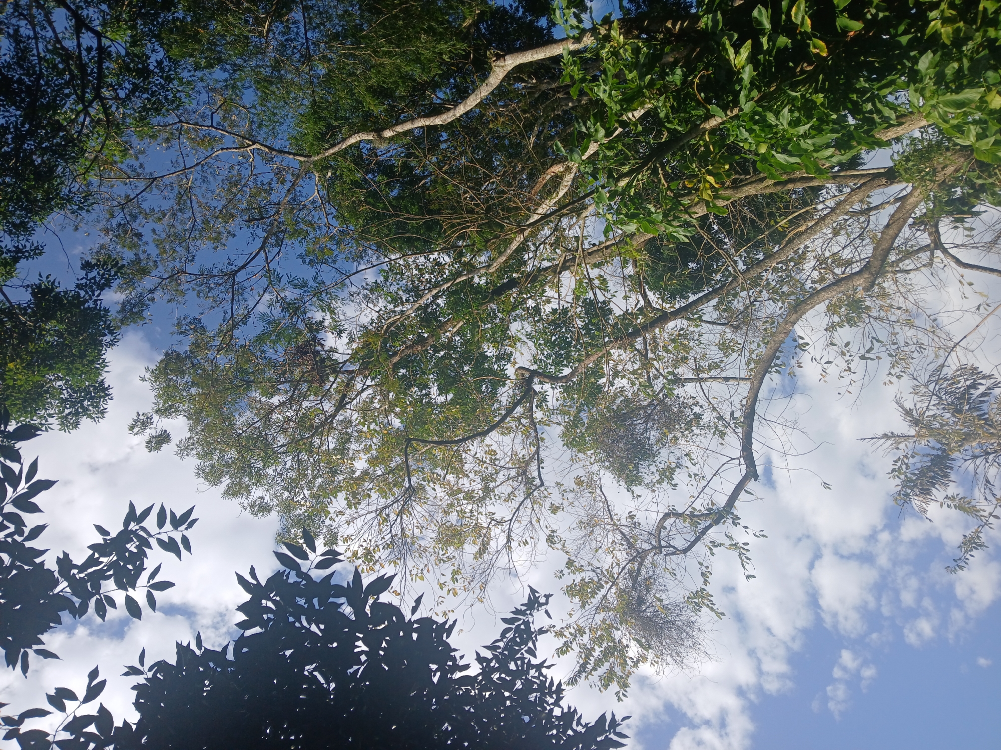 The image shows a view looking up through a canopy of trees towards a bright blue sky dotted with white, fluffy clouds. Several trees are visible, with varying degrees of foliage. In the foreground and to the left, dark, silhouetted leaves create a frame. Towards the center and right, a mix of bare branches and clusters of green and yellowing leaves are seen, indicating some trees may be transitioning through seasons. The overall impression is of a natural environment, likely a park or densely vegetated area within a city. Without specific landmarks or context, pinpointing an exact location within Rio de Janeiro is not possible from this image alone.
