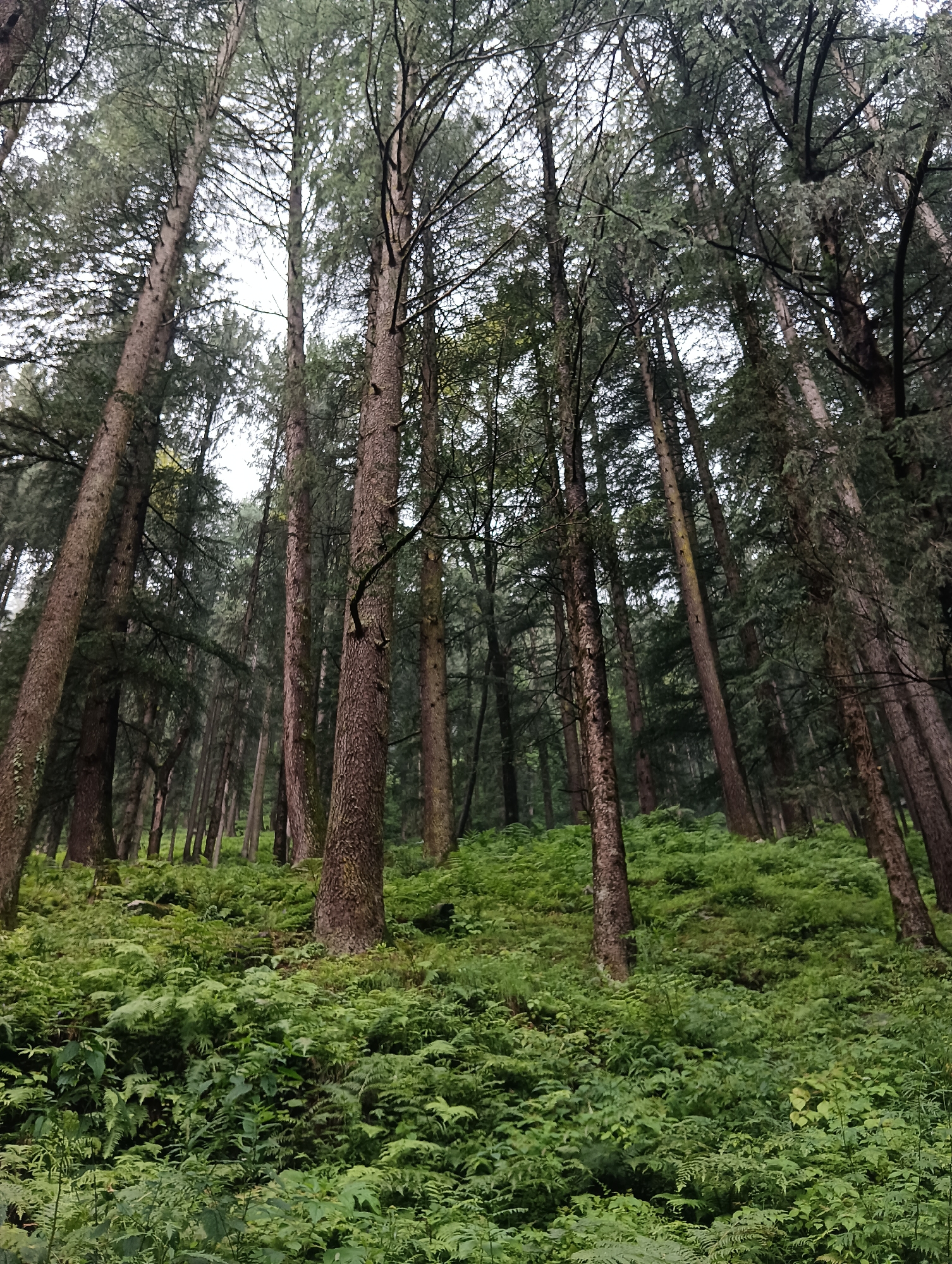 This image depicts a dense forest floor covered in lush green ferns and other undergrowth. Tall, mature trees with thick trunks dominate the scene, their branches reaching towards a bright, overcast sky. The lighting is diffused, suggesting a cloudy day or the deep shade of the forest canopy. The overall impression is one of a natural, untouched environment. There are no people or animals visible in the frame. The location is described as Chhyal, India.