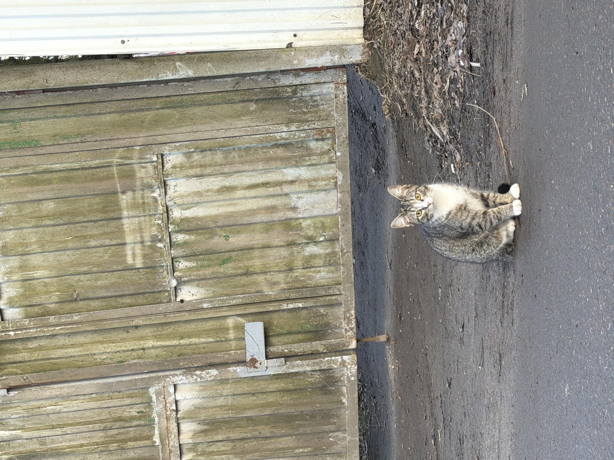 A cat with a tabby pattern, white chest, and white paws sits on a dark gray asphalt surface adjacent to a wooden structure of horizontal slats, possibly a garage or shed, in an outdoor environment likely in the city of Lavriki, Russia. The edge of the asphalt borders a section of dead leaves and dirt. The top of the wooden structure is covered in white corrugated metal.
