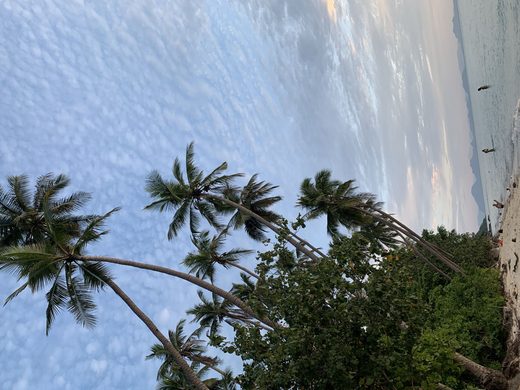 The image captures a tropical beach scene, likely in Ko Samui District, Thailand, during what appears to be late afternoon or early evening. A dense fringe of lush green foliage and tall, leaning palm trees dominates the left side of the frame, with their fronds reaching towards a sky filled with delicate, wispy clouds. The sky transitions from a pale blue at the top to softer hues of pink and orange near the horizon, suggesting the setting sun.
The beach itself is composed of light-colored sand, strewn with a few pieces of driftwood. The water is calm and clear, with gentle waves lapping at the shore. In the shallow water, two individuals are visible, one in the process of wading and the other standing. Further in the distance, the silhouettes of mountainous islands are faintly discernible against the horizon. One person is also visible on the beach, taking a photograph with their phone. The overall atmosphere is serene and tranquil, indicative of a peaceful coastal environment.