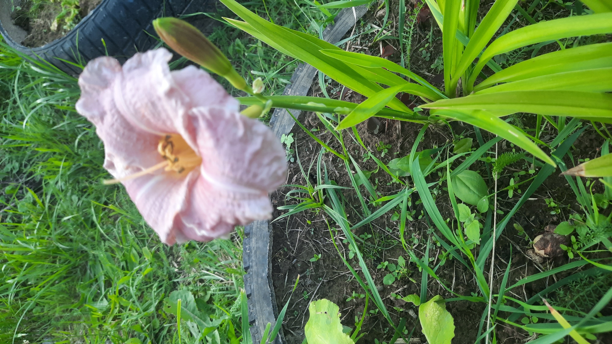 A pale pink daylily with a yellow stamen and pistil is in full bloom. It is positioned in the center of the frame, slightly to the left. To the right of the bloom, a green bud is visible on a stalk. The flower is surrounded by lush green grass and dark soil, which is contained within the rim of a black tire. The background consists of more green grass. The scene is outdoors, likely in a garden or yard setting, in Славенскі сельскі Савет, Belarus.
