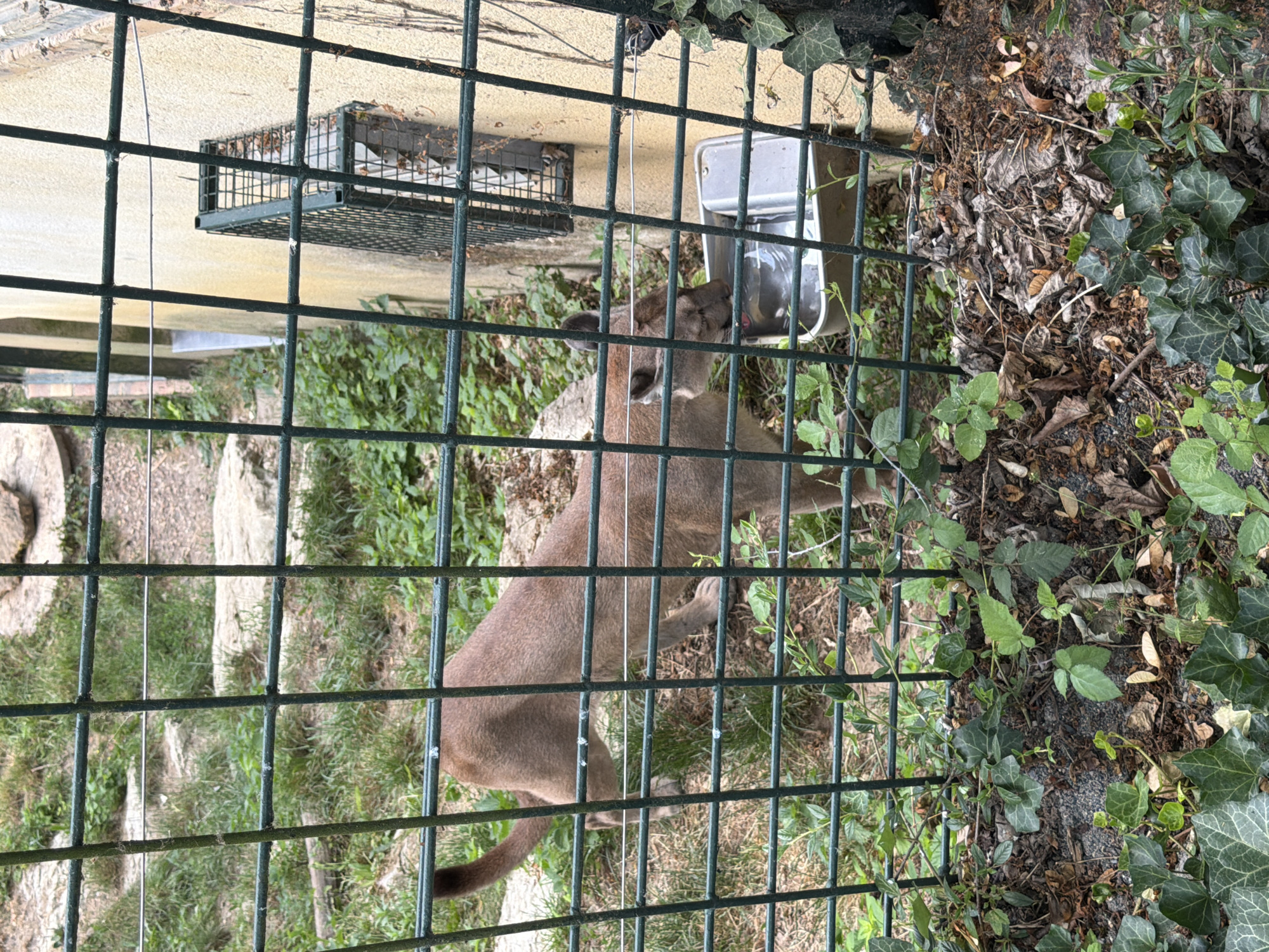 A cougar is drinking water from a metallic basin inside an enclosure with a wire fence in the Beauval Zoo, located in Saint-Aignan, France. The cougar, with its tan fur and long tail, is partially visible through the green grid of the fence. The background consists of green grass, rocks, and a beige-colored wall with a metal cage attached to it. The ground in the foreground is covered with ivy, dried leaves, and dirt.