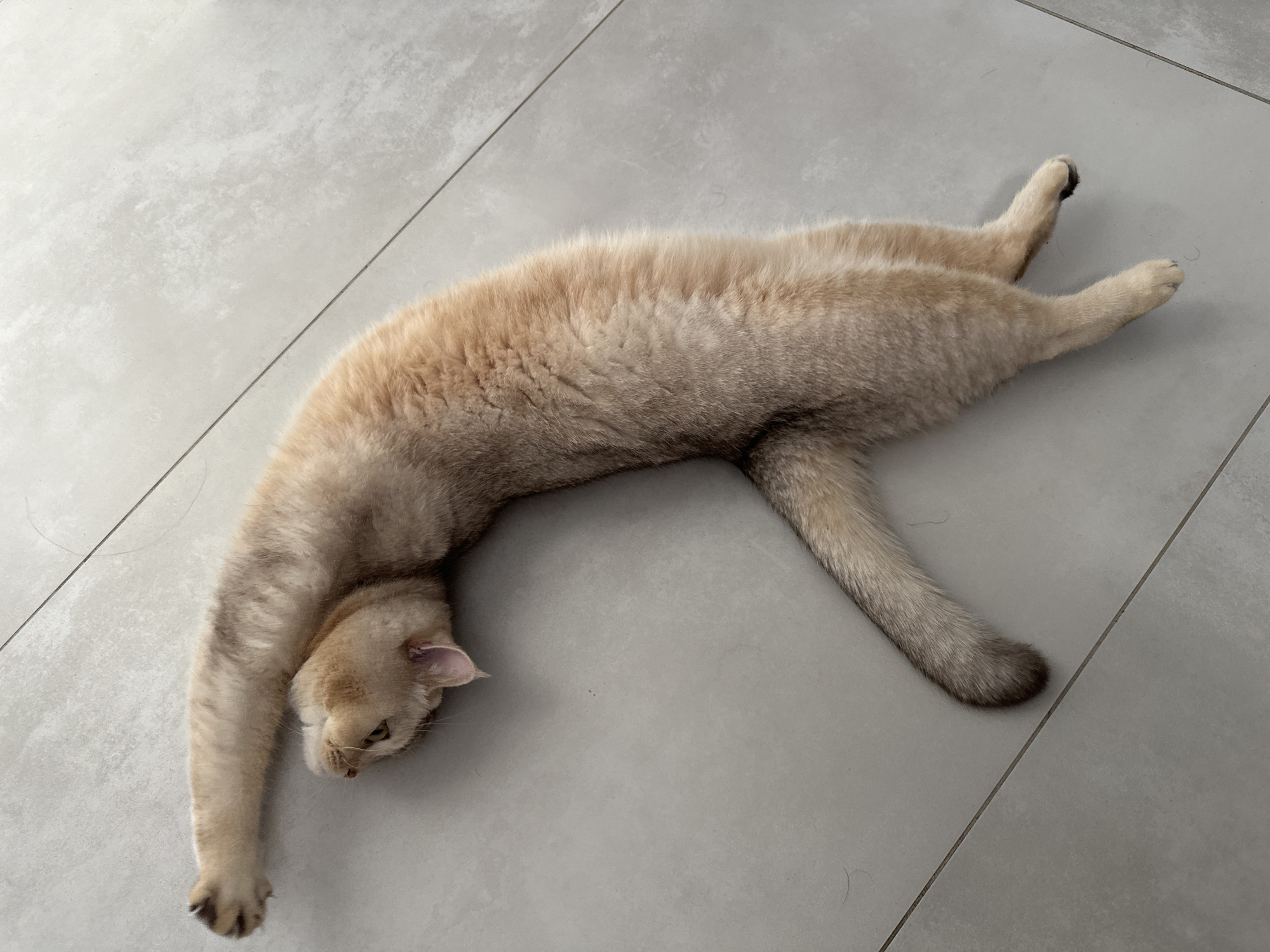 A light brown cat is lying on a light gray tiled floor. The cat is stretched out, with its front left paw extended to the left and its hind legs stretched out to the right. The cat's head is facing down and slightly to the left. The floor is clean and appears to be indoors.