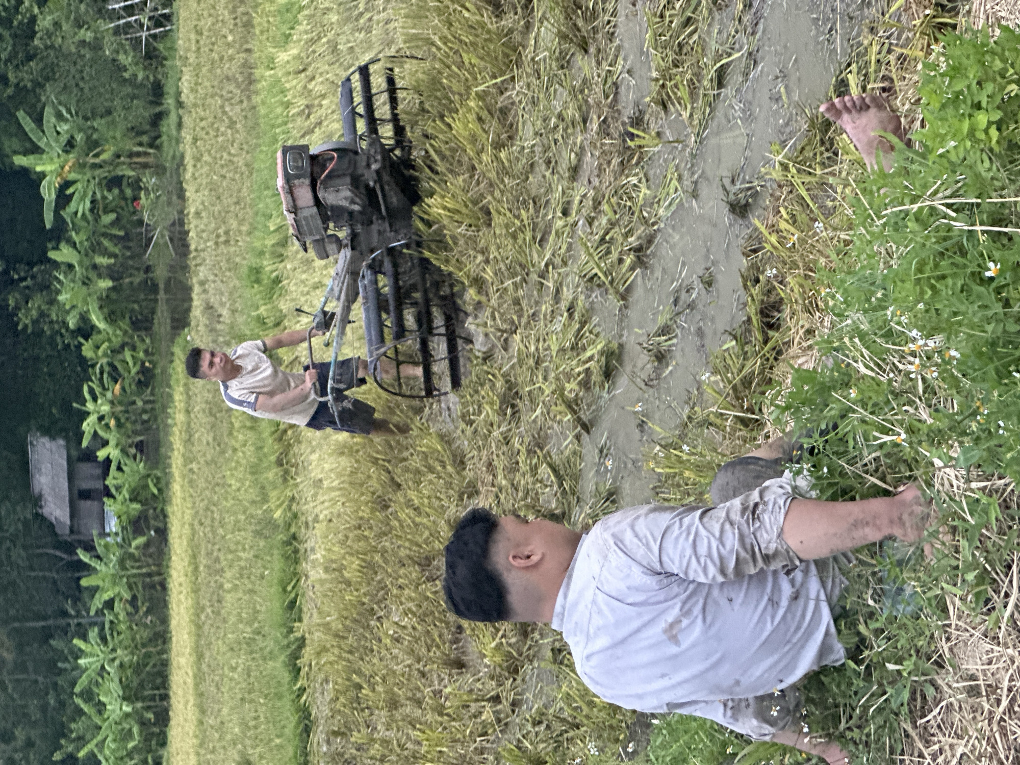 In a rice paddy in Chiềng Châu, Vietnam, two men are working. In the foreground, a man wearing a light-colored, mud-stained shirt sits in the mud and grass, facing away from the camera. His bare feet are visible. In the background, another man operates a walking tractor with rotating tines, plowing the muddy field. The field is covered in cut rice stalks and puddles of water. Lush green trees and a small building are visible in the distance, creating a rural backdrop.