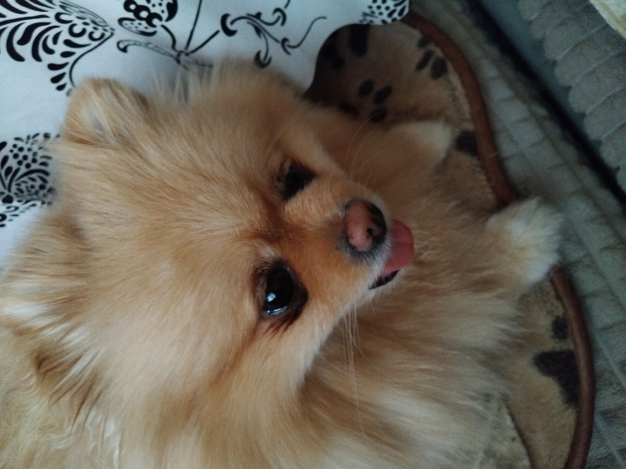 A close-up shot captures a fluffy, light-brown Pomeranian dog with a pink nose and dark eyes. The dog's tongue is slightly visible, adding a touch of life to its expression. It appears to be resting on a patterned surface, possibly a blanket or cushion, with black and white floral designs visible in the background. The lighting is soft, highlighting the texture of the dog's fur. The image does not contain any information regarding a specific location in Apriltsi, Bulgaria.