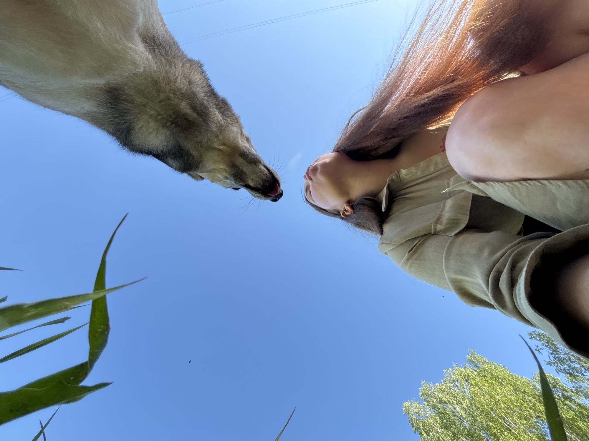 The image is taken from a low-angle perspective, looking up at a person and a dog against a bright blue sky. The dog is positioned on the left, its head and snout close to the camera. The person is on the right, their face tilted upwards. Green grass blades are visible in the lower left corner. In the background, there are hints of trees and overhead electrical wires.
I am unable to ascertain the location in the city of Izhevsk, Russia from the contents of the image.