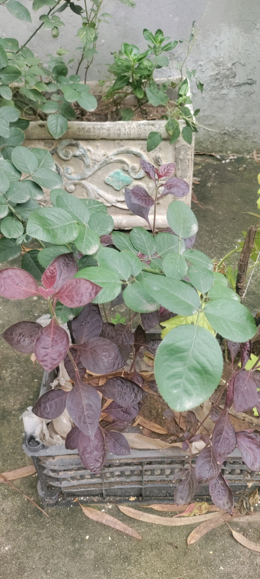 In the city of Metropolitan Corporation Rawalpindi, Pakistan, an outdoor scene features a black plastic planter containing a mix of plants with green and dark reddish-purple leaves. The plants are in various stages of growth, with some branches reaching upwards and others cascading downwards. The planter itself sits on a concrete surface, surrounded by fallen dry leaves. In the background, a larger, ornate, light-colored pot is visible, also with greenery growing out of it. A grey, textured wall forms the backdrop of the scene. The lighting suggests it is daytime.