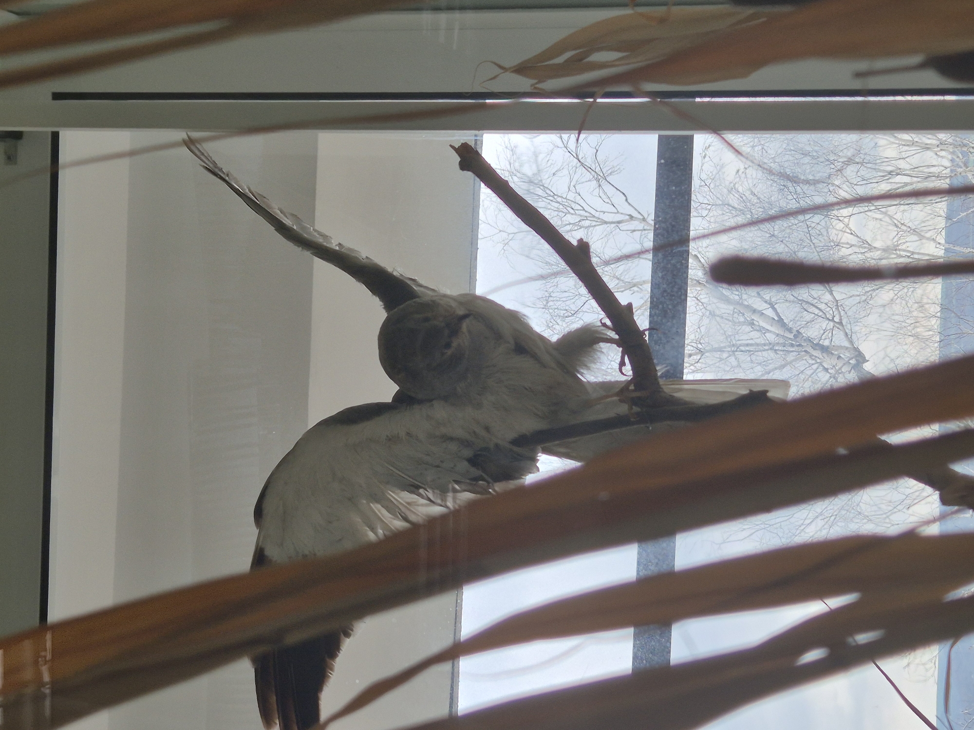 A stuffed bird with spread wings perches on a branch inside a glass display case. In the background is a window with bare trees visible outside. The display case sits in an unknown location in Srebarna, Bulgaria. Dead leaves are also inside the display case and a brown plant stem is obscuring the view.