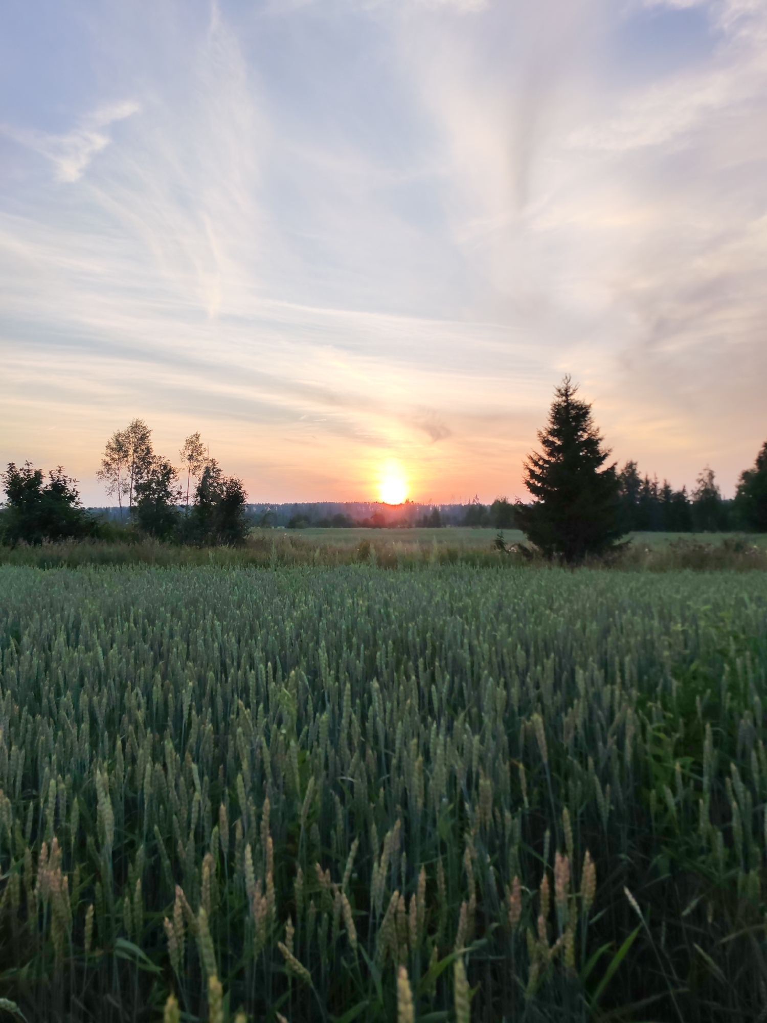 A wide shot captures a field of green crops, likely wheat, in the foreground. The stalks are densely packed, reaching upward. In the middle ground, a sparse line of trees is visible, with a taller, solitary evergreen tree to the right, silhouetted against the sky. The background features a distant, dark line of forest. The scene is illuminated by a sunset, with the sun a bright, low orb casting a warm glow across the horizon. The sky is filled with wispy, elongated clouds, tinged with hues of pink and orange. The location is the village of Podshivalovo, Russia.