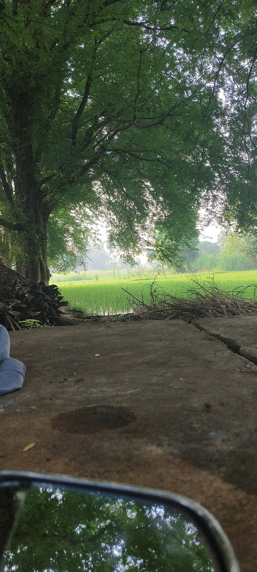 The image depicts a serene rural landscape in Viranarayanam, India, characterized by lush greenery and a tranquil atmosphere. In the foreground, a concrete pathway is visible, cracked in places and showing a small puddle of water. To the left, a pile of dried leaves and branches is stacked, suggesting natural debris. Beyond this, a large tree with dense foliage provides ample shade, its branches extending across the frame. The middle ground is dominated by a vibrant green rice paddy, reflecting the soft, diffused light of the sky. In the background, a hazy horizon hints at distant trees and possibly more agricultural fields, creating a sense of depth and vastness. The overall impression is one of natural beauty and quietude, typical of rural Indian scenery.