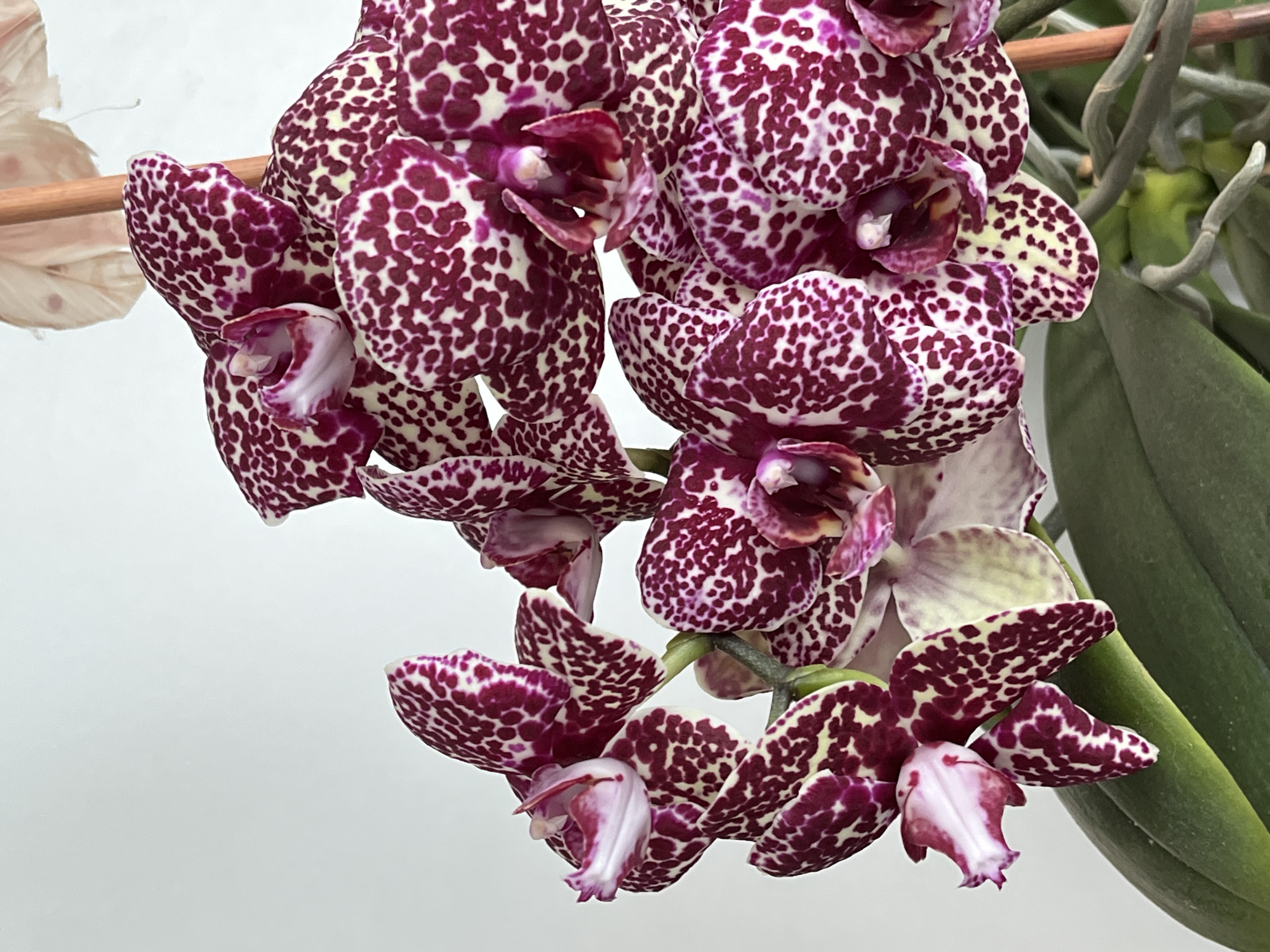 A close-up photograph shows a cluster of orchids with burgundy and white spotted petals. The background is blurred, revealing green leaves and aerial roots. The photograph does not provide information about the location. The image is focused on the floral arrangement, showcasing the intricate patterns and colors of the orchids. There are no people present.