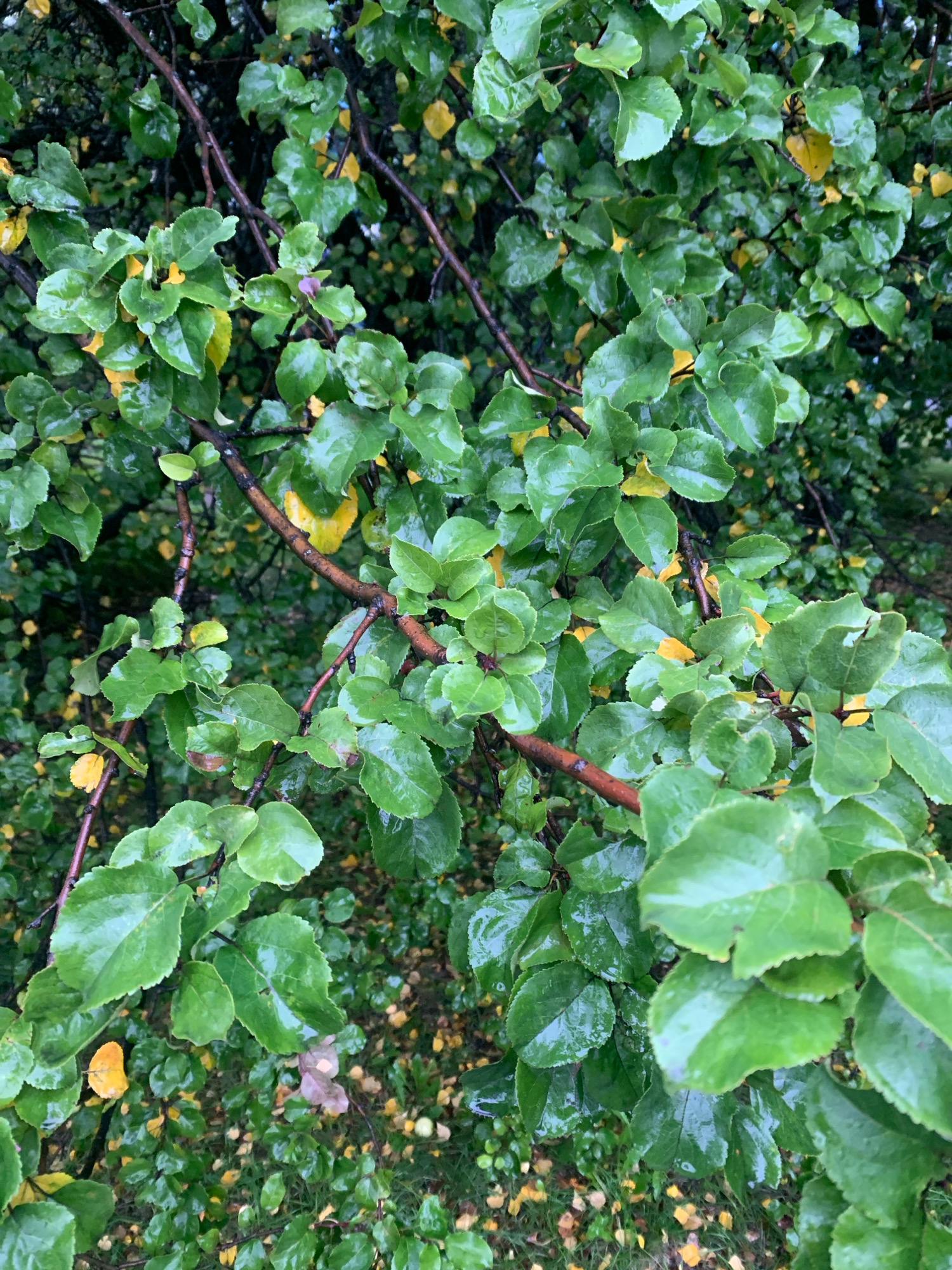 The image shows a close-up view of branches and green leaves of a tree, possibly in a park or garden. The leaves are wet, suggesting recent rain. Some leaves are yellowing, indicating the approach of autumn. The background is filled with more foliage and the ground is covered with fallen leaves. There are no people or visible animals in the image. The scene is natural and appears to be outdoors. No specific landmarks or details identify the location as Arkhangelsk, Russia.