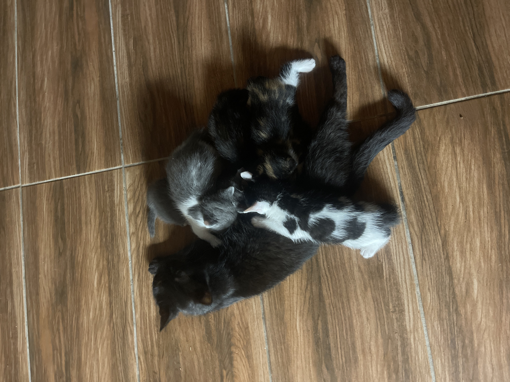 The image shows a litter of kittens huddled together on a wooden floor. A large black cat is lying on its side, serving as a cushion for the smaller kittens. There are at least four kittens visible, with varying fur colors including grey, black and white, and tortoiseshell. They appear to be young, with some of them nursing or resting against the larger cat. The floor is made of wooden planks with visible grout lines. The lighting suggests an indoor setting. There is no indication of the location in Totleben, Bulgaria within the image itself.