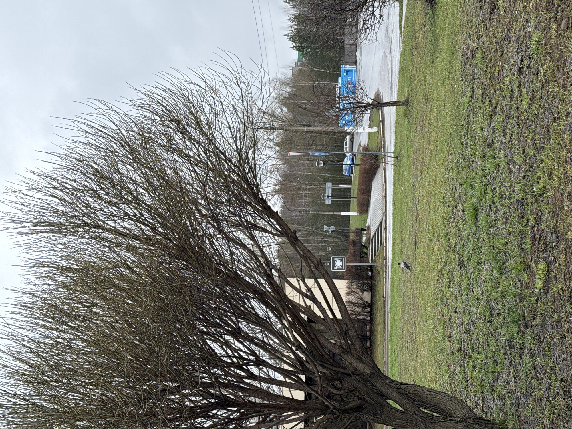 A wide-angle, vertically oriented photograph (originally a landscape orientation before rotation) captures an outdoor scene under an overcast sky, suggesting damp or recently wet conditions. In the foreground, a large deciduous tree with a dense network of bare, dark branches dominates the left side of the frame. Its intricate branch structure is sharply detailed against the light grey sky.
To the right of the tree, the ground is covered in grass, presenting a mix of greener patches and areas of sparser, browner, and potentially muddier growth. A small bird, appearing to be a crow or similar, stands on this grassy area in the mid-ground.
Beyond the grassy expanse, a paved area or road is visible, showing reflections from puddles. Several vehicles, including at least two blue/grey cars, are present on this surface. A prominent blue recycling dumpster or container stands in the background on the paved area, bearing Cyrillic text, partially legible as "ВТОРСЫРЬЕ" (meaning "recyclables").
Various signs are visible near the paved edge: a red and white striped sign, a blue circular sign with a white arrow, and a white square sign with a black circle containing a crossed-out symbol (possibly a camera or food-related). Additional bare trees, utility poles, and power lines extend into the background, hinting at a semi-urban or suburban setting. The overall impression is one of early spring or late winter due to the bare trees and muted colors.
