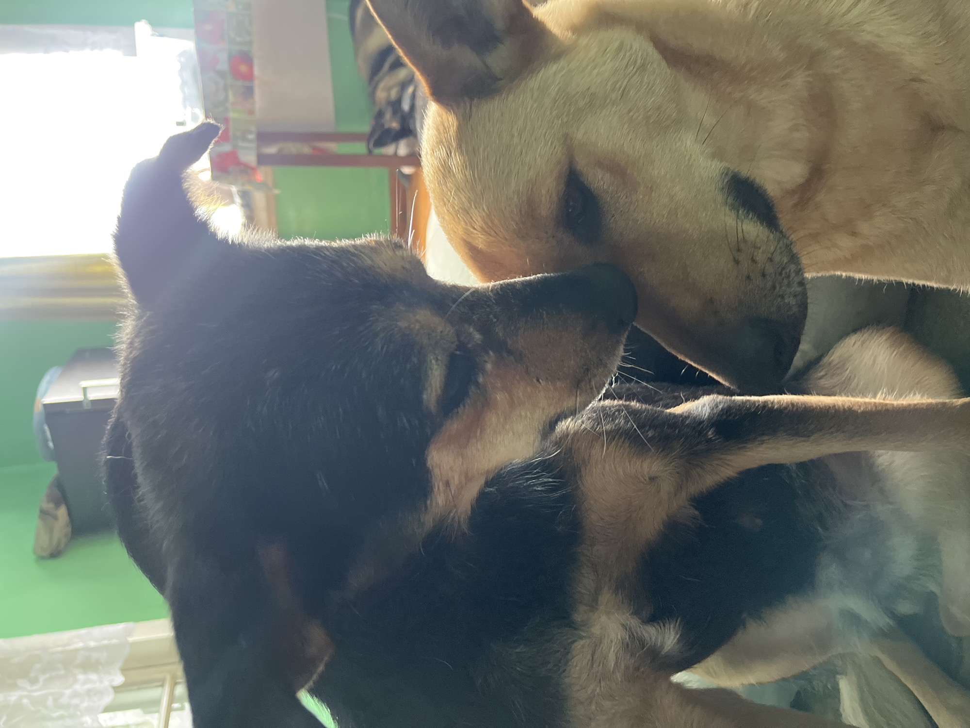The image shows a close-up of two dogs interacting, with their heads touching. The dog on the left is dark brown and black, while the dog on the right is light brown. They appear to be indoors, with a green wall and a window with curtains visible in the background. A blurred image of another dog lying down can be seen in the background. The overall lighting suggests it is daytime. The specific location within Nizhny Tagil, Russia cannot be determined from the image alone.
