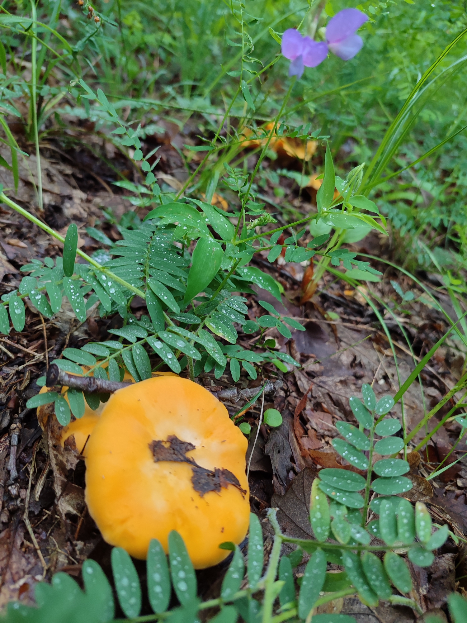 The image shows an outdoor scene in a wooded area possibly in Izvor, Bulgaria. In the foreground, there is a bright yellow mushroom with some dark discoloration on top. Around the mushroom, there are green plants with small, raindrop-covered leaves. The background is filled with brown fallen leaves, green grass, and a purple flower. The ground appears damp. There are no people visible. The primary object is the mushroom, surrounded by vegetation.