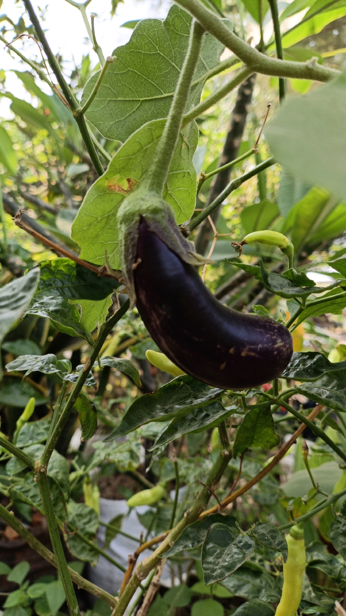 An eggplant, dark purple with faint lighter purple streaks, hangs from a green vine, its calyx a velvety green. Smaller, light green peppers are scattered on the surrounding branches and leaves. The foliage is dense and green, with hints of brown on some branches, suggesting an outdoor environment. The background is blurred, showing more greenery and a light sky, consistent with a garden or natural setting. This scene is located in Cikal, Indonesia.