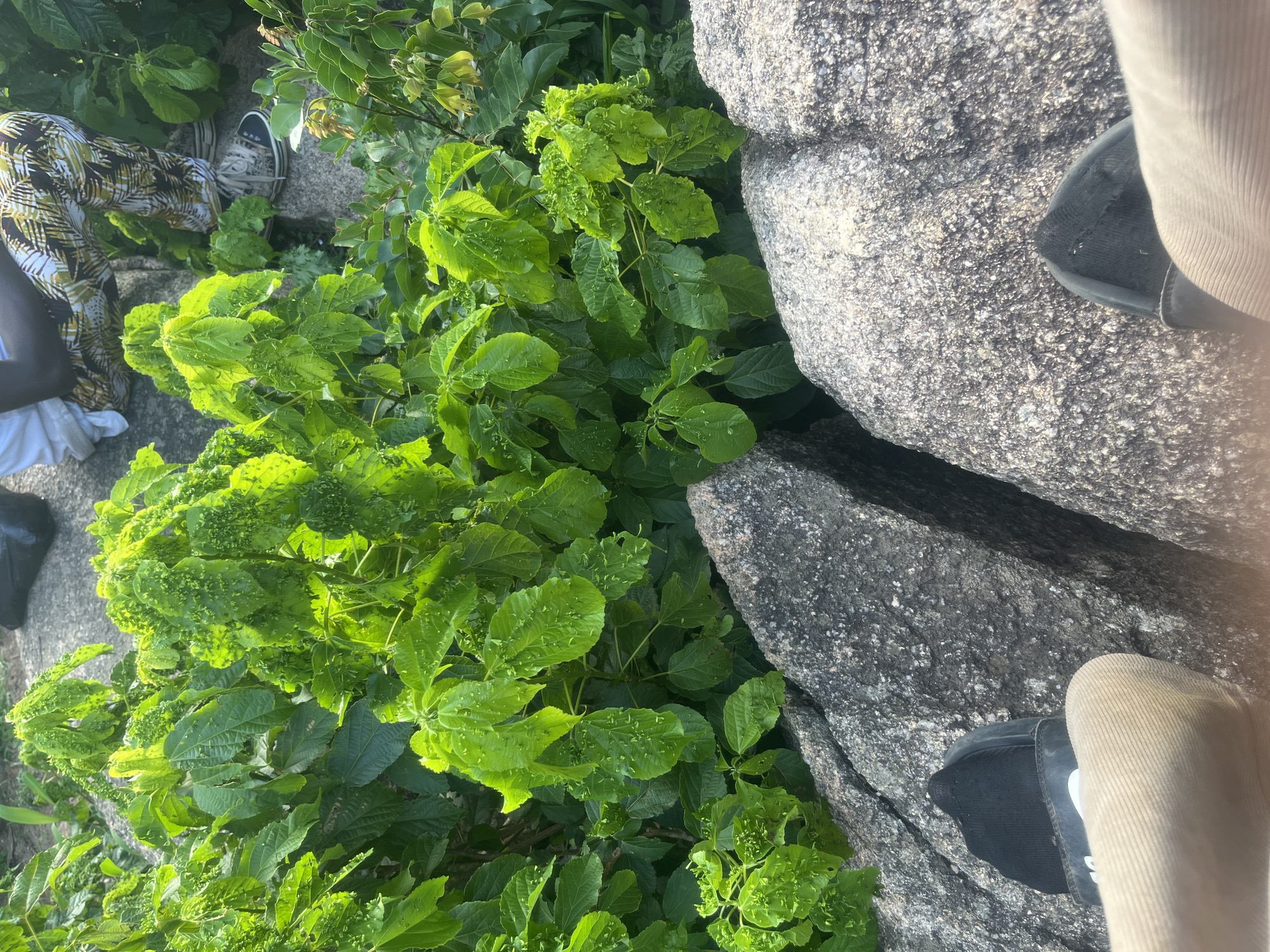 The image presents a high-angle view of a rocky and vegetated outdoor scene, identified as being in Jos, Nigeria. In the immediate foreground, the lower legs and feet of an individual are visible, wearing light-colored, ridged trousers. The left foot is clad in a black slide sandal with a white logo, over a dark sock. The right foot wears a dark, closed-toe shoe, also over a dark sock. These feet are positioned over a fissure separating two large, grey, textured granite rocks that occupy the bottom third of the frame.
The mid-ground is densely filled with lush green foliage. The dominant plants feature broad, bright green leaves, many of which exhibit an irregular, raised, or blistered texture across their surfaces.
In the upper-midground, partially obscured by the vegetation, a second individual is observed in a squatting posture. This person wears a white top and distinctive pants patterned with green, yellow, and black tropical leaf motifs. Light-colored, lace-up sneakers with dark soles are visible on their feet. The ground beneath this individual appears to be a flatter, lighter grey surface, contrasting with the rugged foreground rocks. The scene is brightly lit by natural daylight.