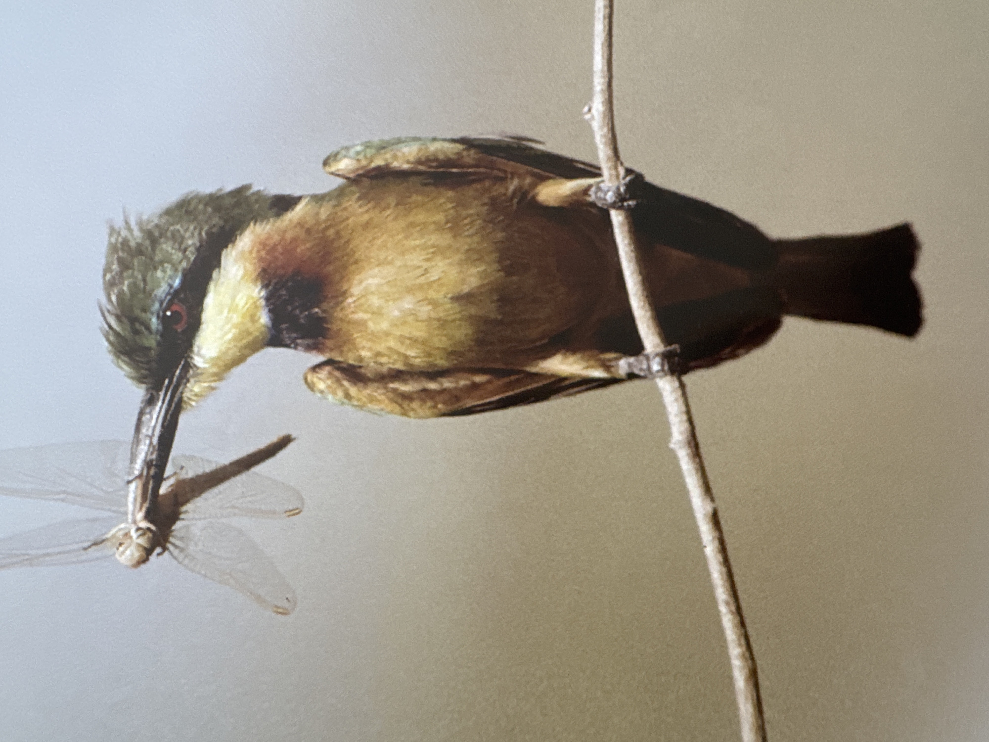 A bird is perched on a branch holding a dragonfly in its beak. The bird has green and yellow plumage and red eyes. The dragonfly is light brown with transparent wings. The background is a soft, blurry beige. The image is a close-up shot, focusing on the bird and its prey. There are no people or buildings visible in the image. The scene appears to be in a natural outdoor setting, likely a park or garden, given the presence of a bird and insect on a branch. The image does not provide any information about the city of Gandia, Spain, or any specific location within it.