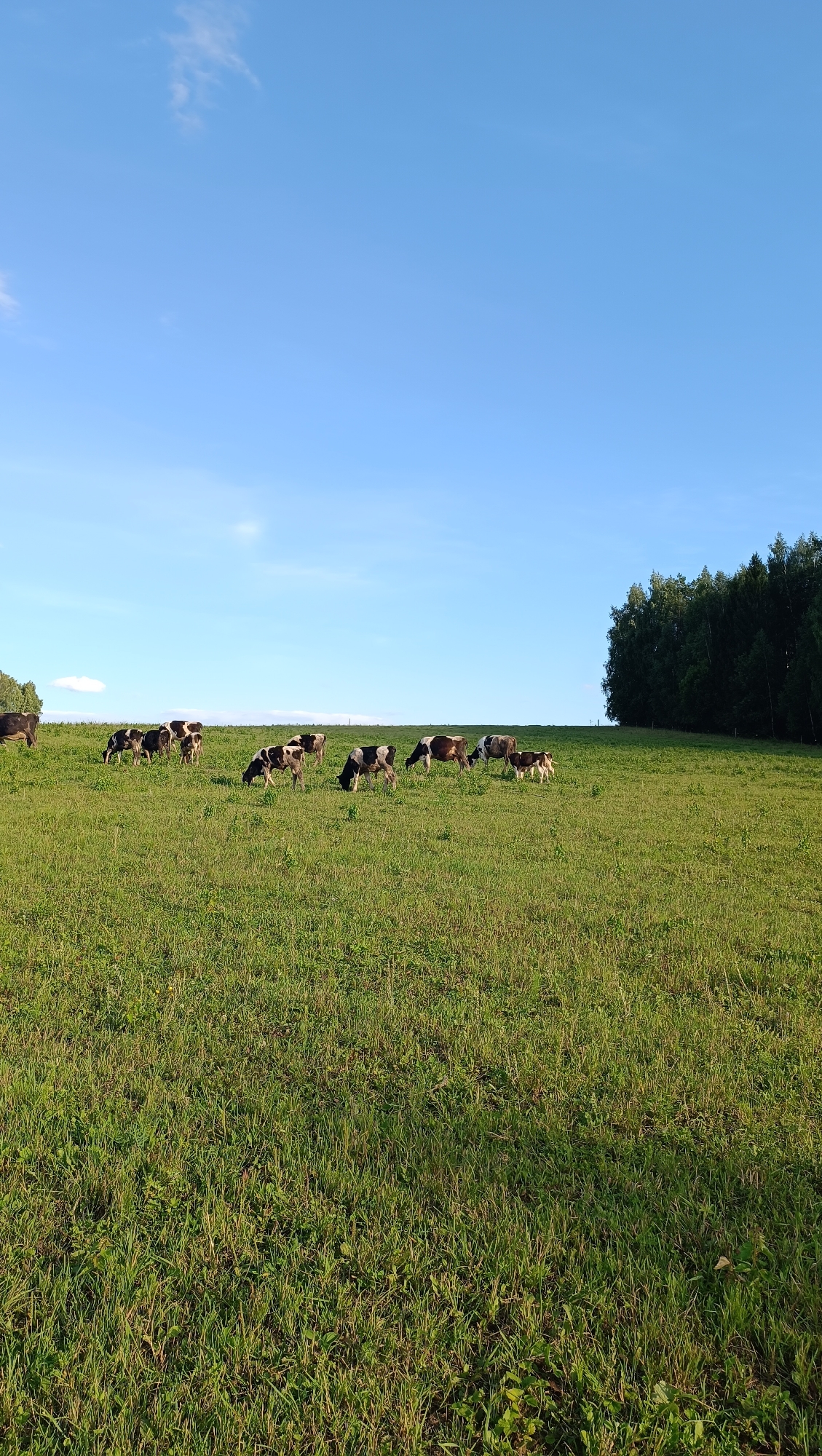 A herd of cows grazes in a grassy field under a clear blue sky. The cows are predominantly black and white, with some brown and white patches. The field is lush and green, with tall grass and some scattered smaller plants. In the background, a dense line of trees forms a dark green border along the horizon. The sun casts long shadows across the field, indicating it is likely late afternoon or early morning. The image appears to have been taken in a rural setting, possibly a pasture or farmland. There is no indication of any structures, roads, or other elements that would suggest an urban environment like Karsha, Russia.