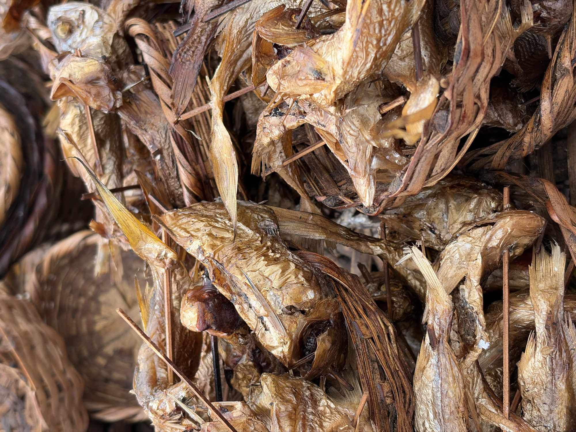This close-up, high-angle image showcases a densely packed collection of dried fish, likely smoked, characteristic of traditional food preservation methods. The scene is dominated by a myriad of small to medium-sized fish, predominantly in shades of golden brown, light brown, and darker reddish-brown, creating a textured and layered appearance.
The fish are intertwined and secured by numerous thin, natural wooden sticks or reeds, which run through and around them, holding the bundle together. Some individual fish are clearly discernible, showing their preserved forms with visible heads, fins, and tails. Their skin appears crinkled and dry, reflecting the drying process. Scattered within the packed fish are elements resembling dried plant fibers or leaves, further suggesting a natural or rustic preparation and storage method.
Darker, possibly charred or discolored, spots are visible on some of the fish, which could be remnants from the smoking process or indicative of their aged condition. The overall arrangement suggests a large quantity, possibly prepared for storage, transport, or sale in a market setting, typical in regions like Igboefon, Nigeria. The lighting is even, highlighting the intricate details and textures without indicating a specific time of day or outdoor setting. There is no visible text in the image.