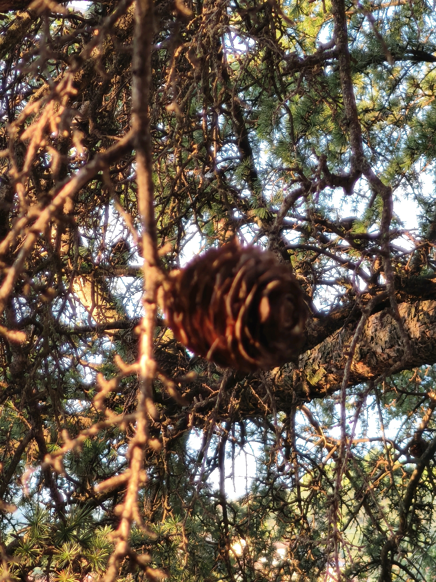 A close-up, low-angle shot captures a cone hanging from a tree branch, illuminated by the warm light of the setting sun. The cone, with its brown, scaled surface, is positioned slightly off-center to the right. It is surrounded by a dense network of tree branches, many of which are textured and moss-covered. The tree's green needles are visible throughout, suggesting it is an evergreen species. The background is a soft blur of sky and foliage, with the golden sunlight creating highlights and casting long shadows. The image was taken in Passignano sul Trasimeno, Italy, indicating an outdoor environment, likely a park or garden, with mature trees. There are no people or animals visible in the frame.