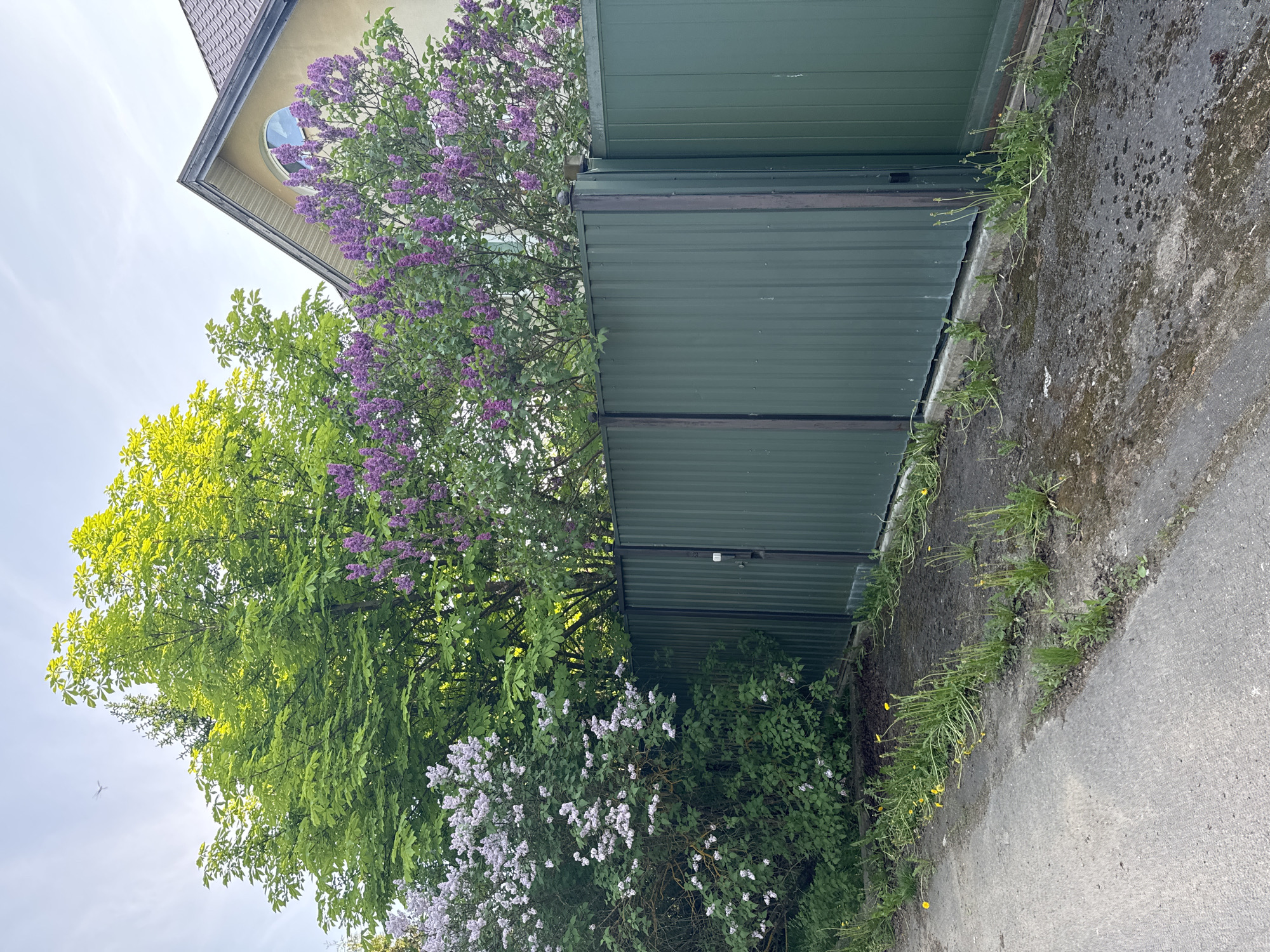 The image shows a section of a street in Селекционер-2 Снт, Russia, with a green corrugated metal fence running along the right side of the frame. A concrete wall is visible directly next to the fence, with weeds and grass growing along the base. Lilac bushes with purple and white flowers are growing in front of the fence and building, partially obscuring it. A building with a light yellow exterior and a round window is visible in the upper left corner of the frame. A large tree with green leaves is also present, partially obscuring the building. The street itself is gray concrete and shows signs of wear. The sky is visible in the upper left corner and appears overcast.