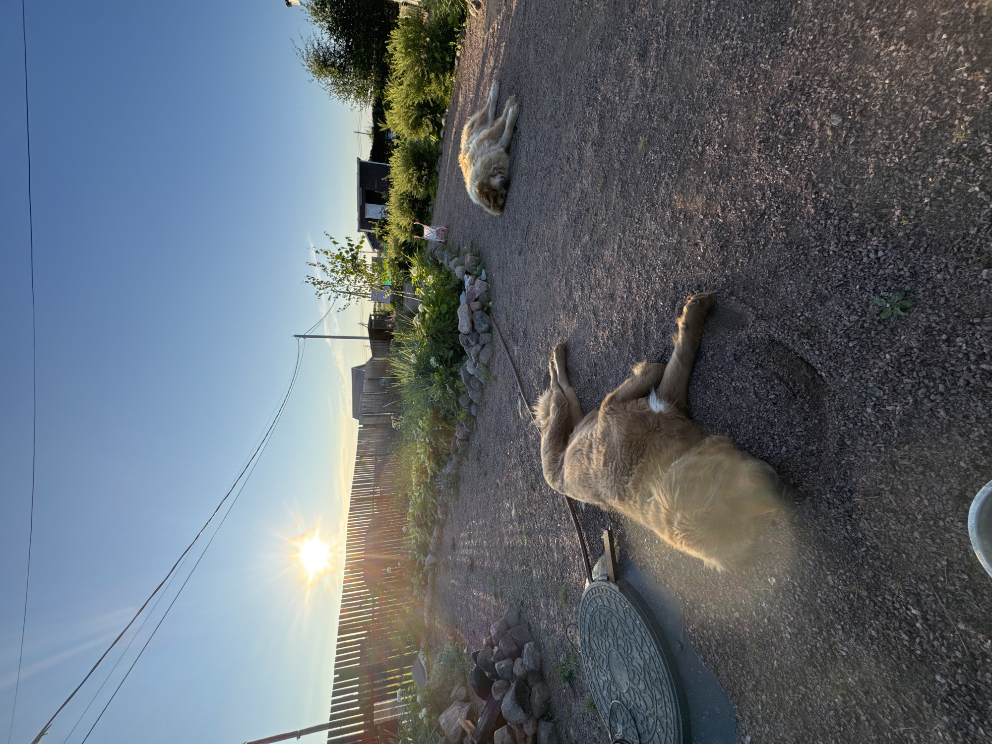 Two large, fluffy, light-brown dogs are resting on a gravelly path in what appears to be a rural backyard or dacha in Kempelevo, Russia. The dog in the foreground is lying on its side with its head down, possibly sleeping, and has a white bandage on its hind leg. The second dog is lying further down the path, also on its side with its head resting on the ground.
The environment is bathed in the warm, low light of a sunset or sunrise, indicated by the sunbeams streaming from the left side of the frame and creating lens flares. A wooden fence runs horizontally across the midground, separating the yard from what looks like a garden with various plants and bushes. Several buildings, including what appears to be a shed, are visible beyond the fence. Overhead, power lines are strung across the clear blue sky. The ground is covered with small, dark grey gravel, with scattered rocks and a manhole cover visible in the lower left quadrant. The overall impression is one of peaceful outdoor relaxation in a suburban or rural setting.